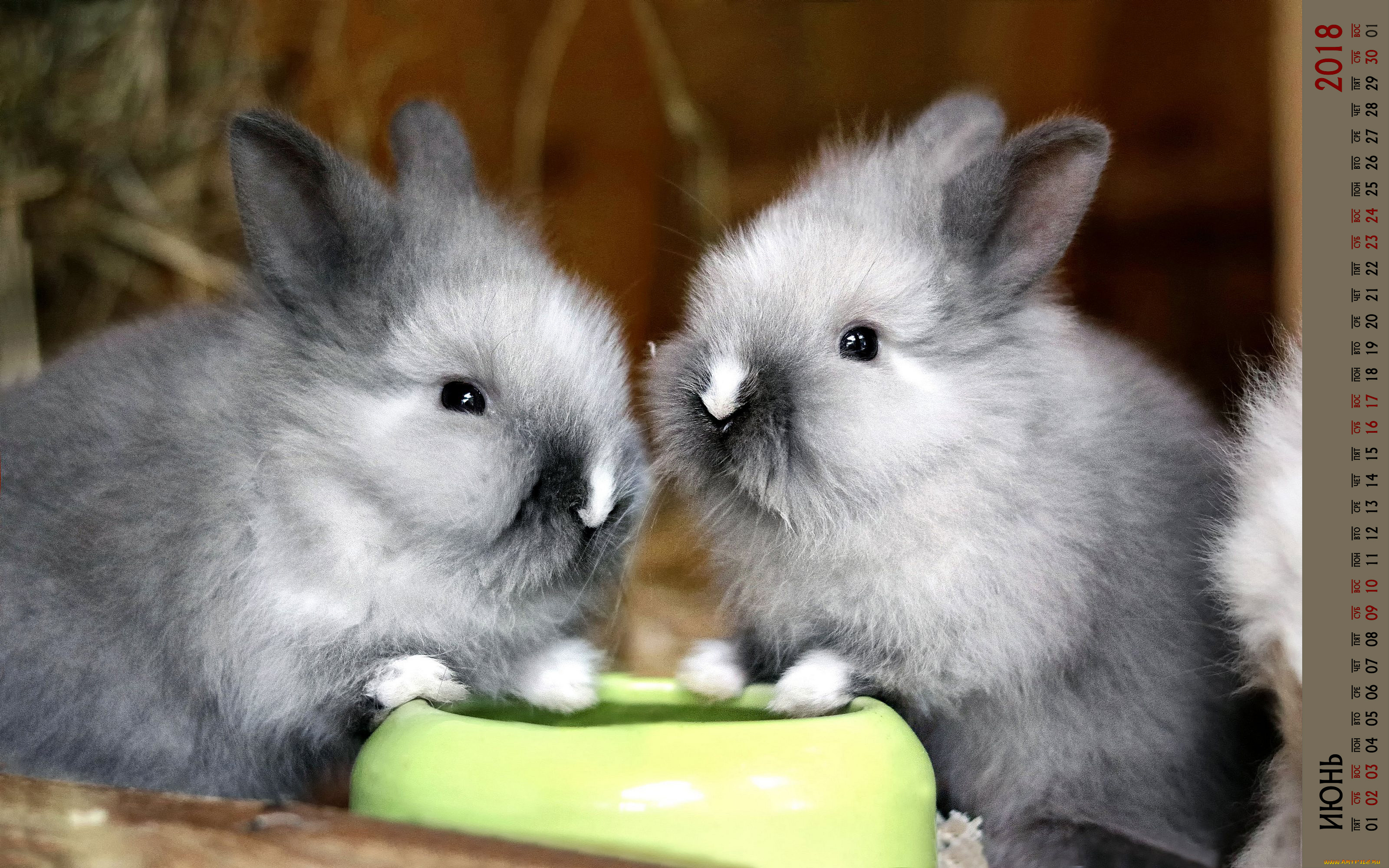 календари, животные, двое