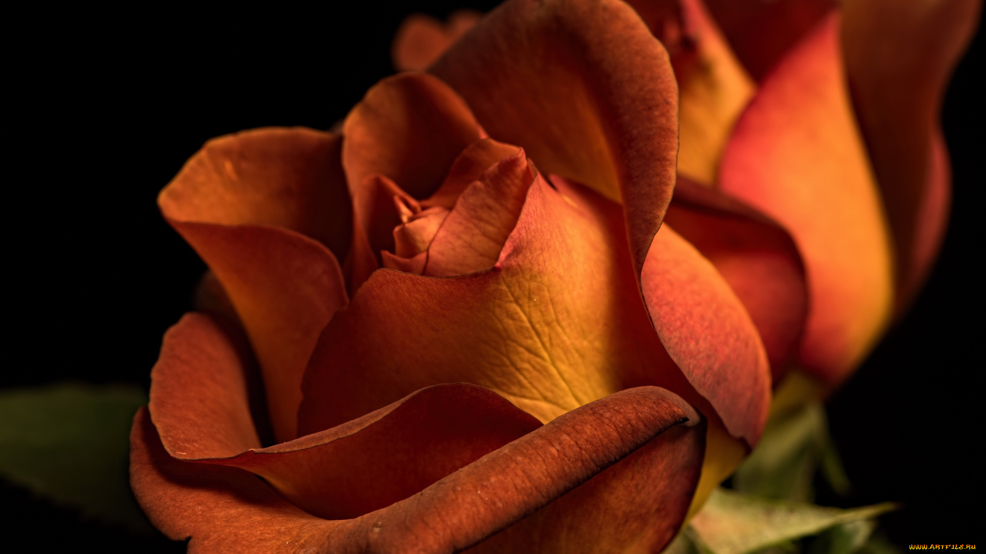 цветы, розы, макро