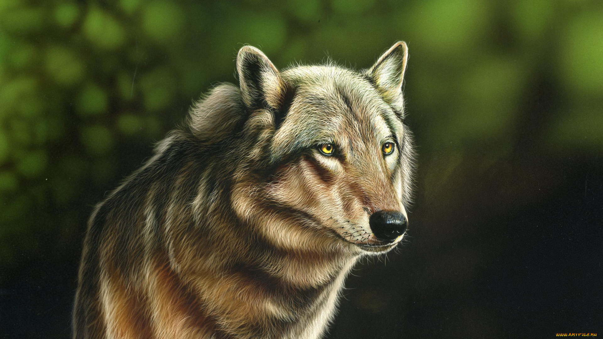 рисованное, животные, , волки, волк