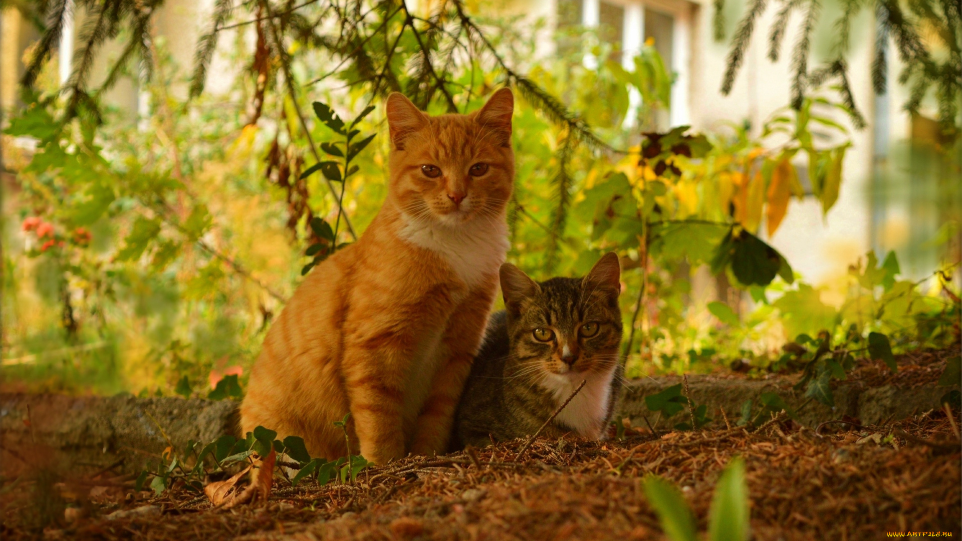 животные, коты, кошки