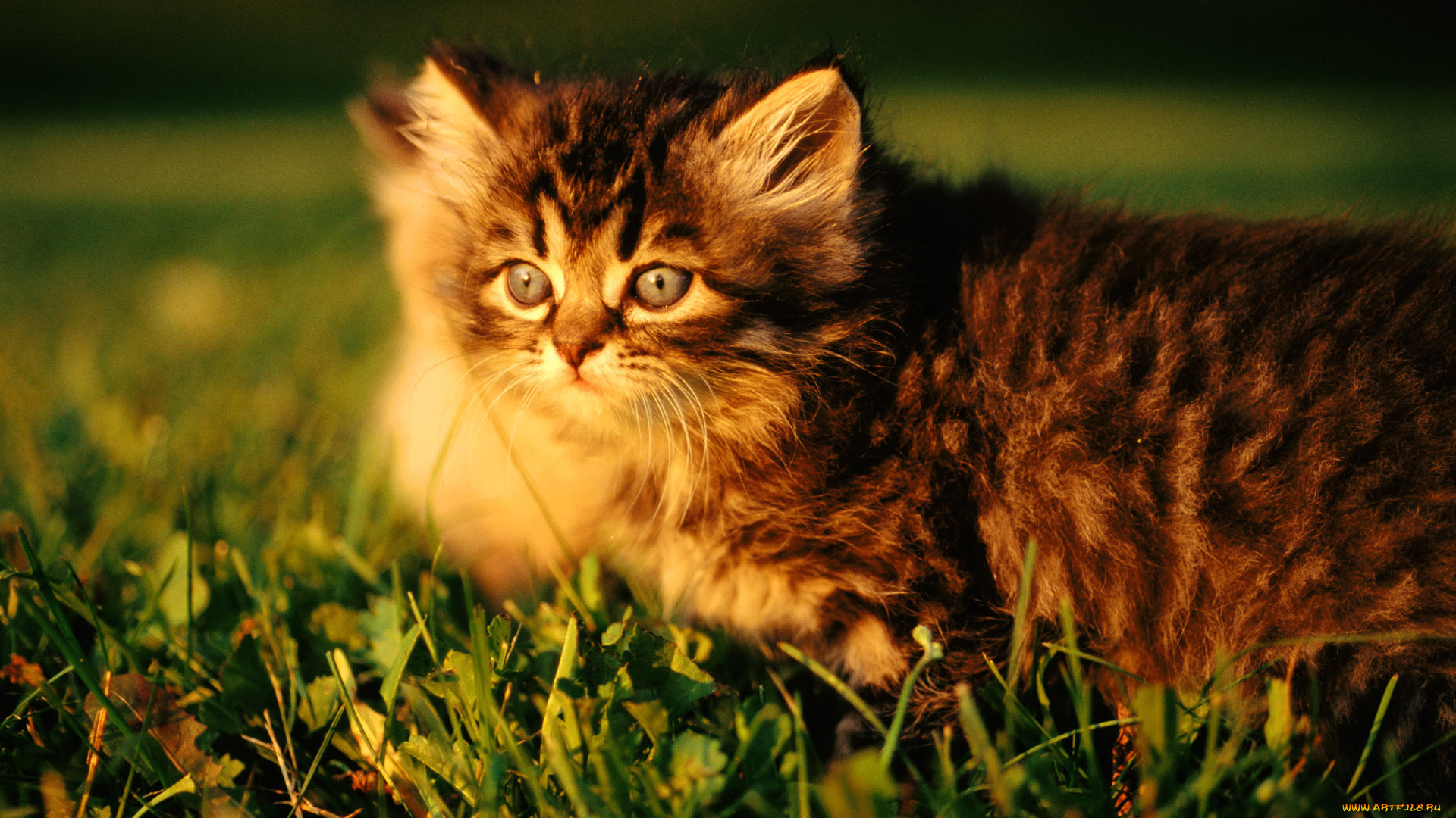животные, коты, лужайка, трава, котенок