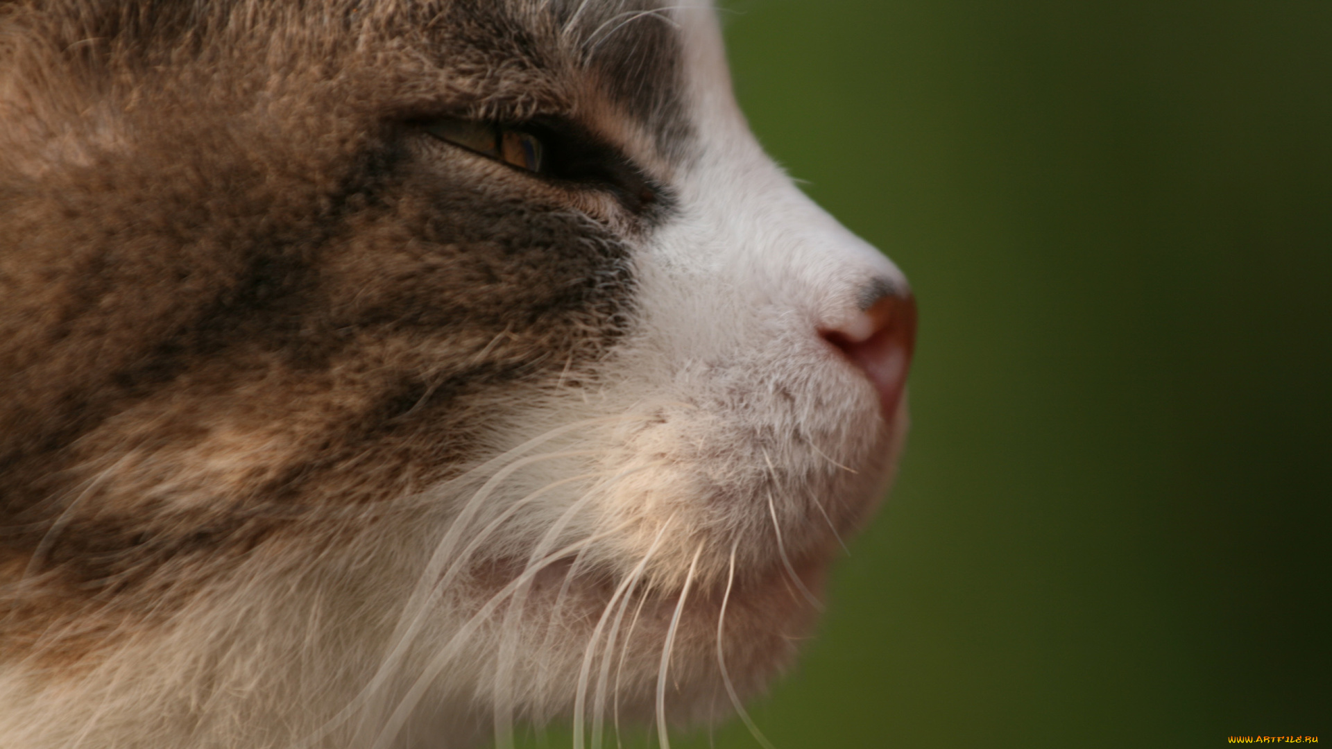 животные, коты, прищур, профиль, кот