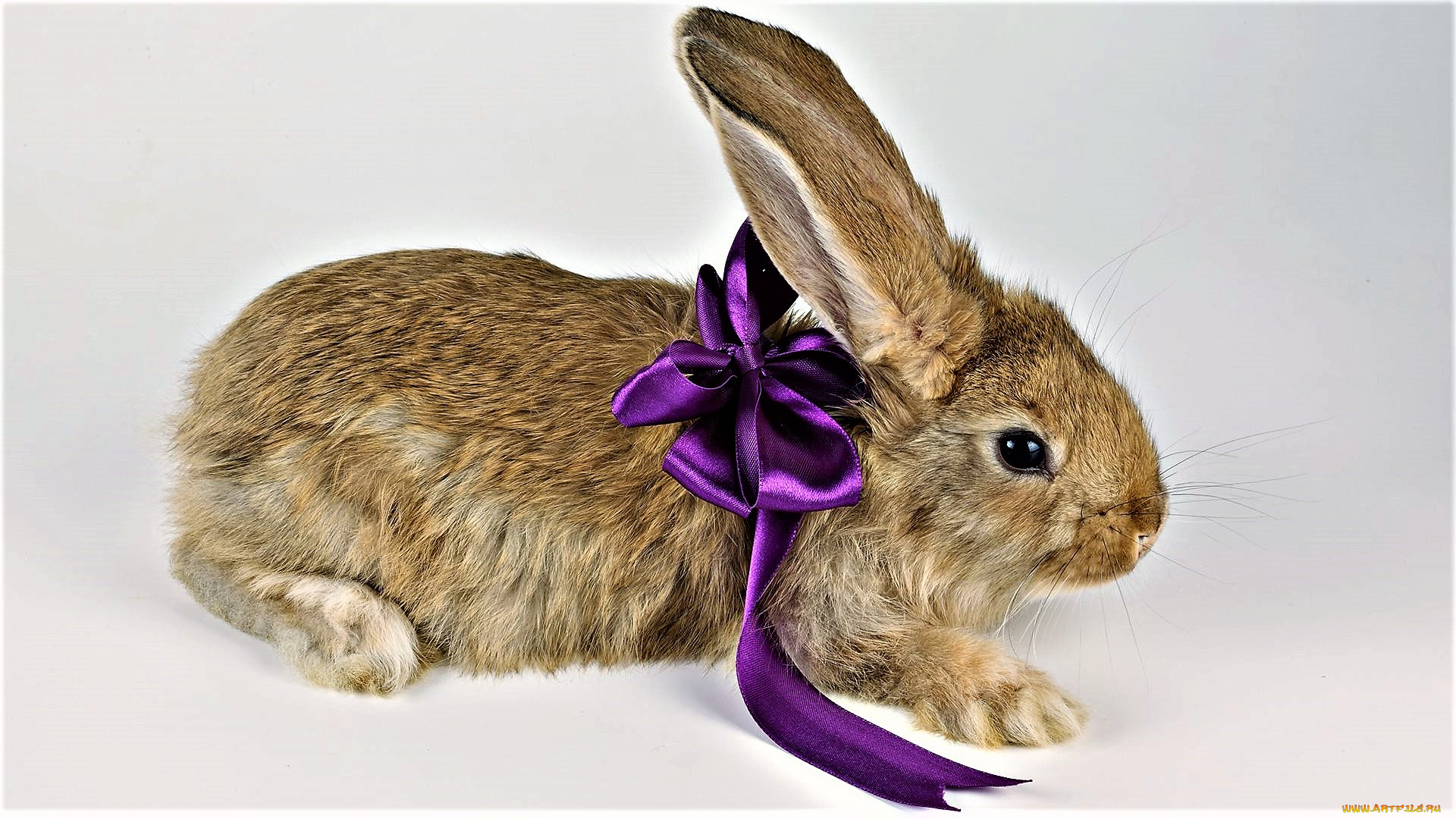 животные, кролики, , зайцы, лента, кролик