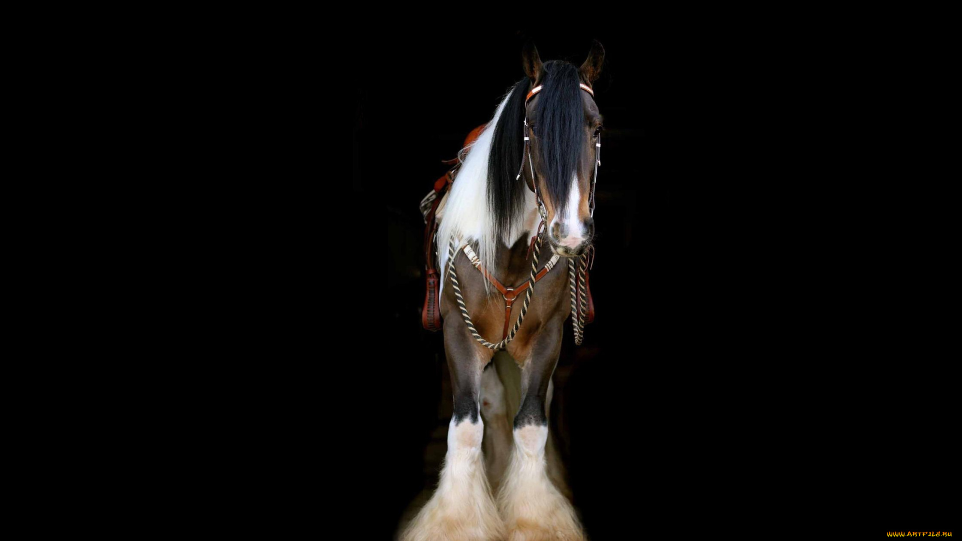 животные, лошади, упряжь, лошадь