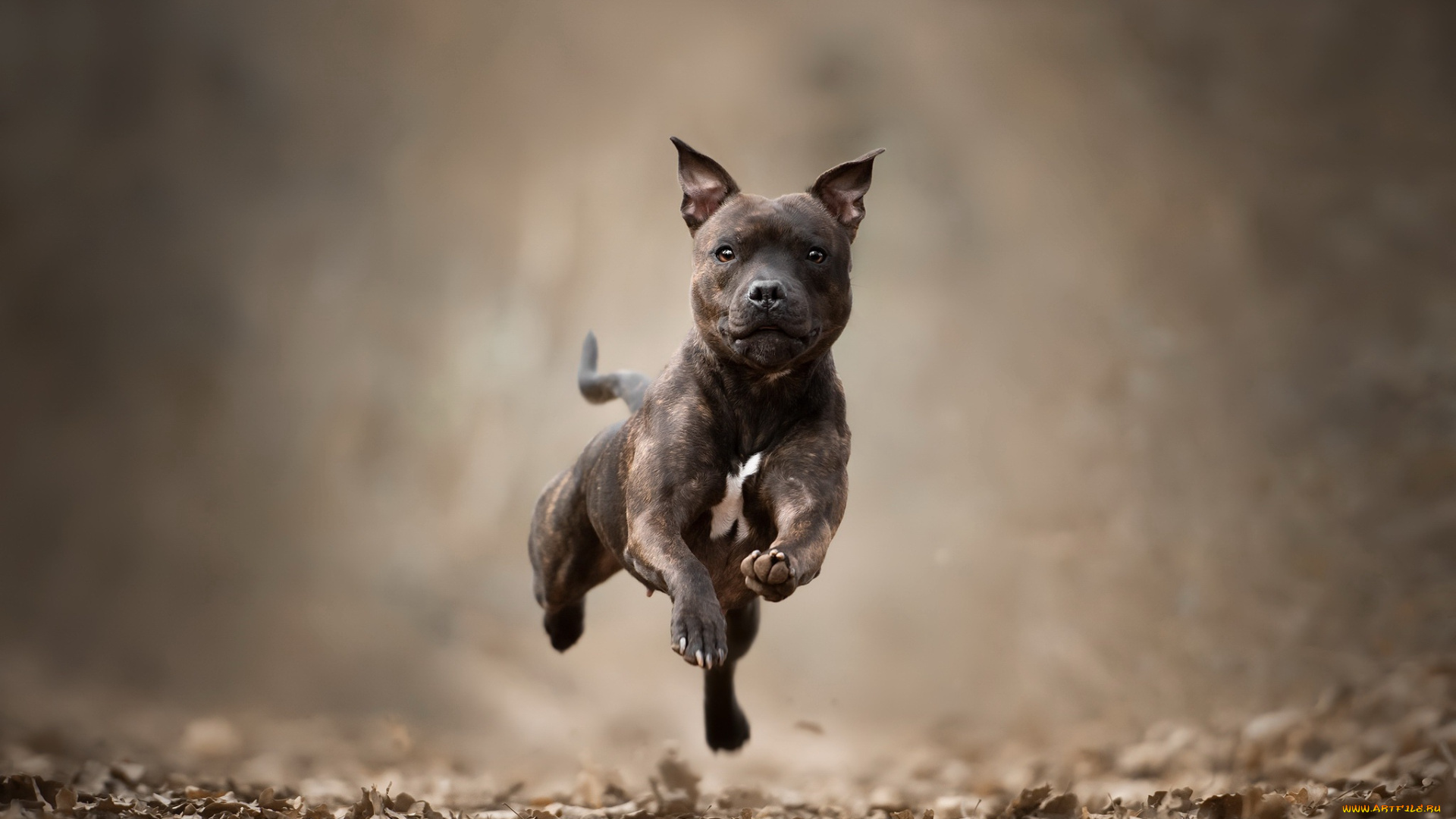 животные, собаки, собака