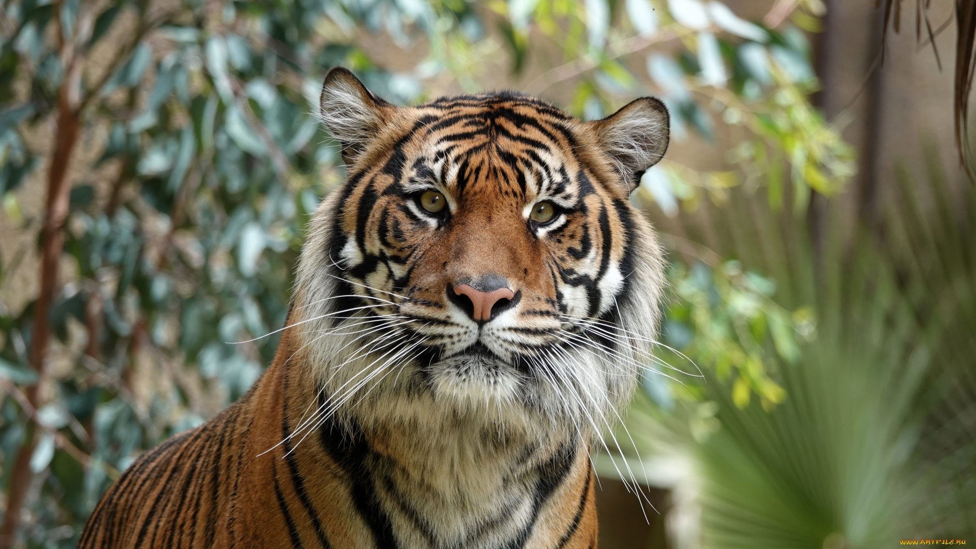 животные, тигры, взгляд