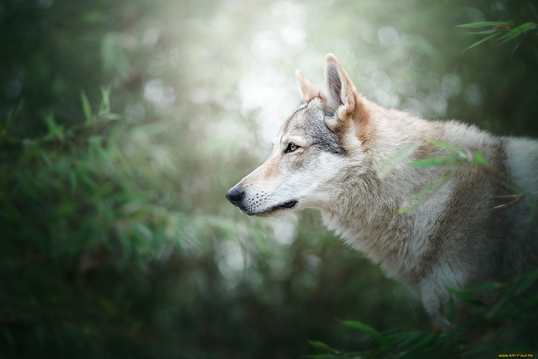 животные, волки, , койоты, , шакалы, волк