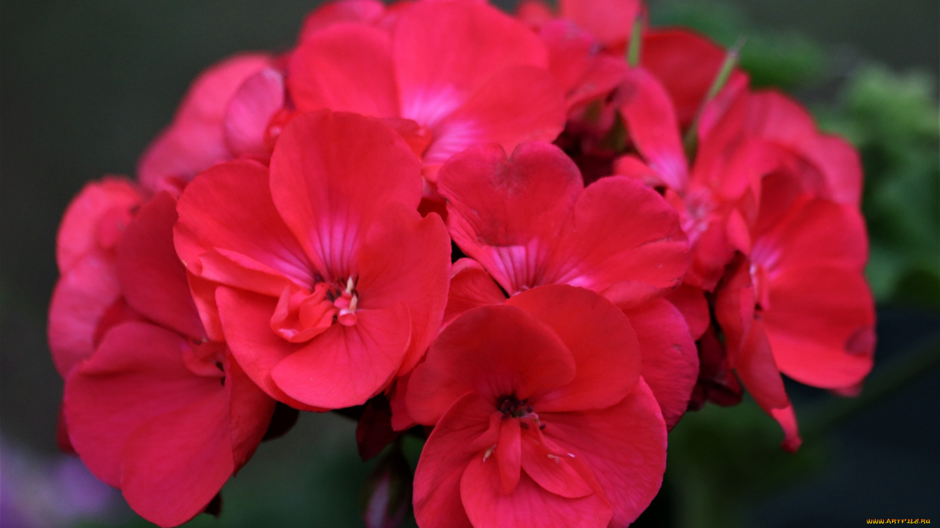 цветы, герань, макро