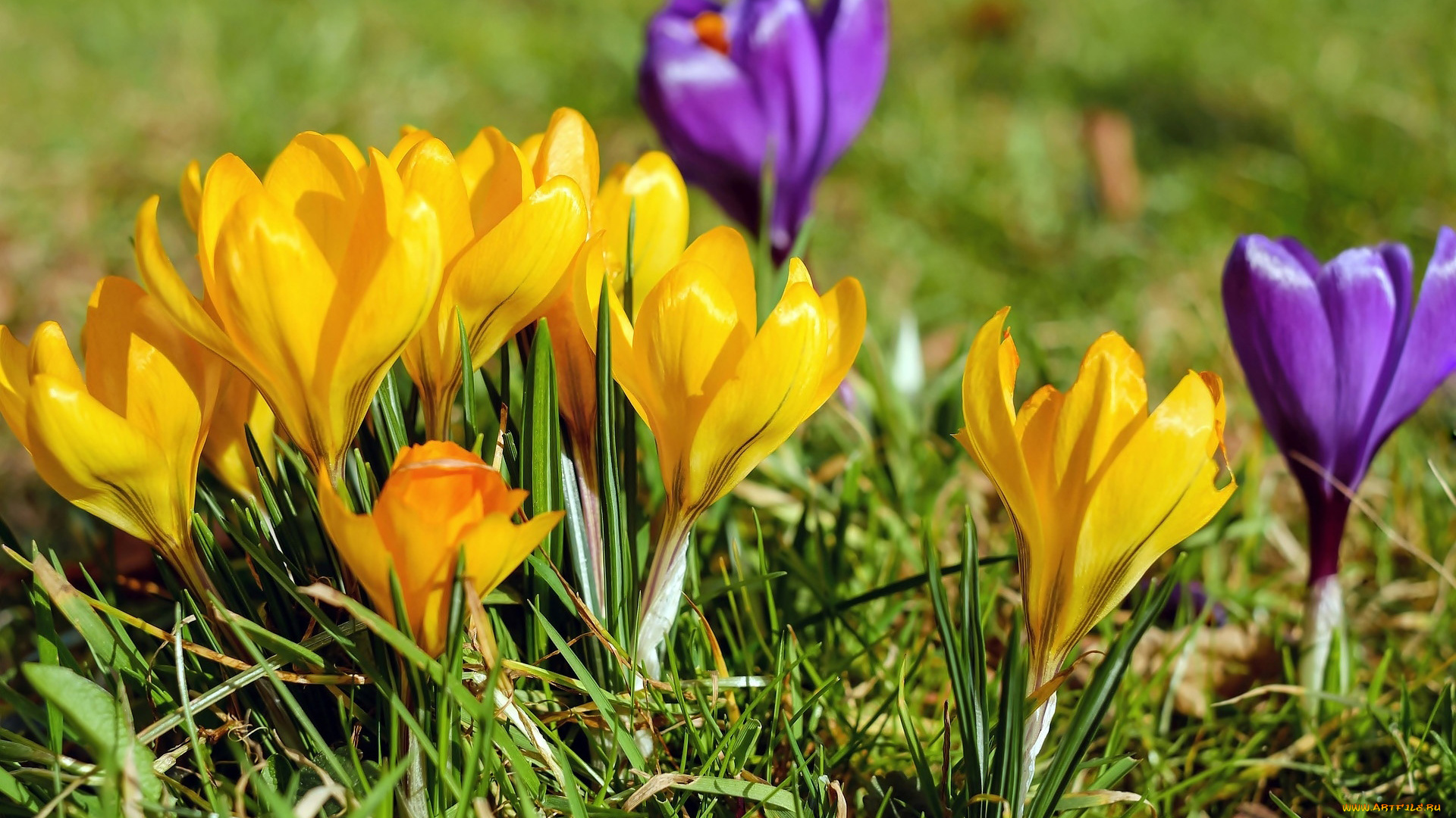 цветы, крокусы, первоцветы, весна, лиловые, желтые