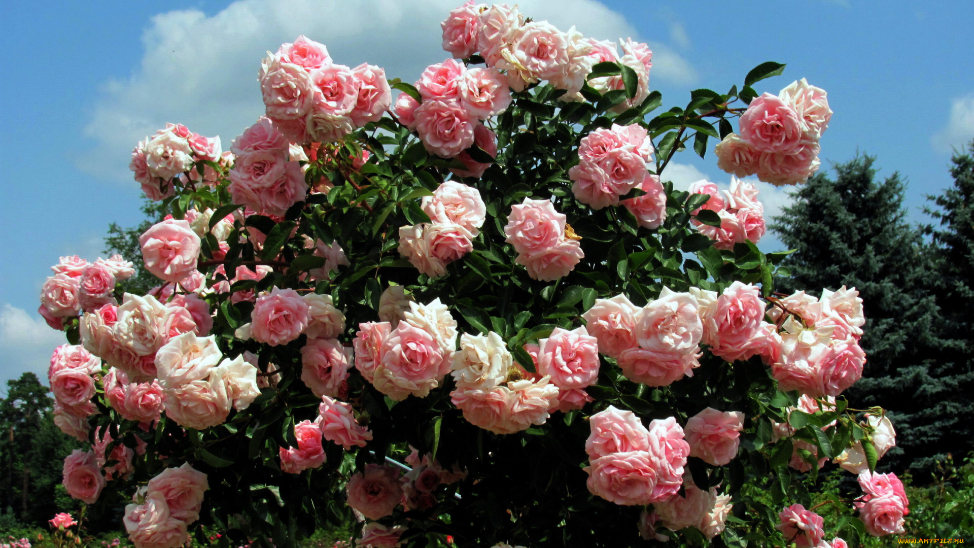 цветы, розы, розовые, куст