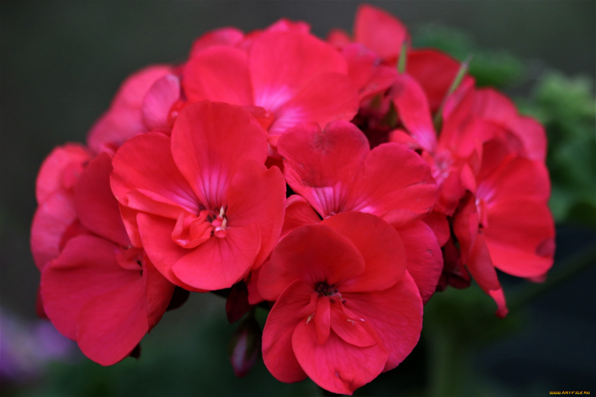 цветы, герань, макро