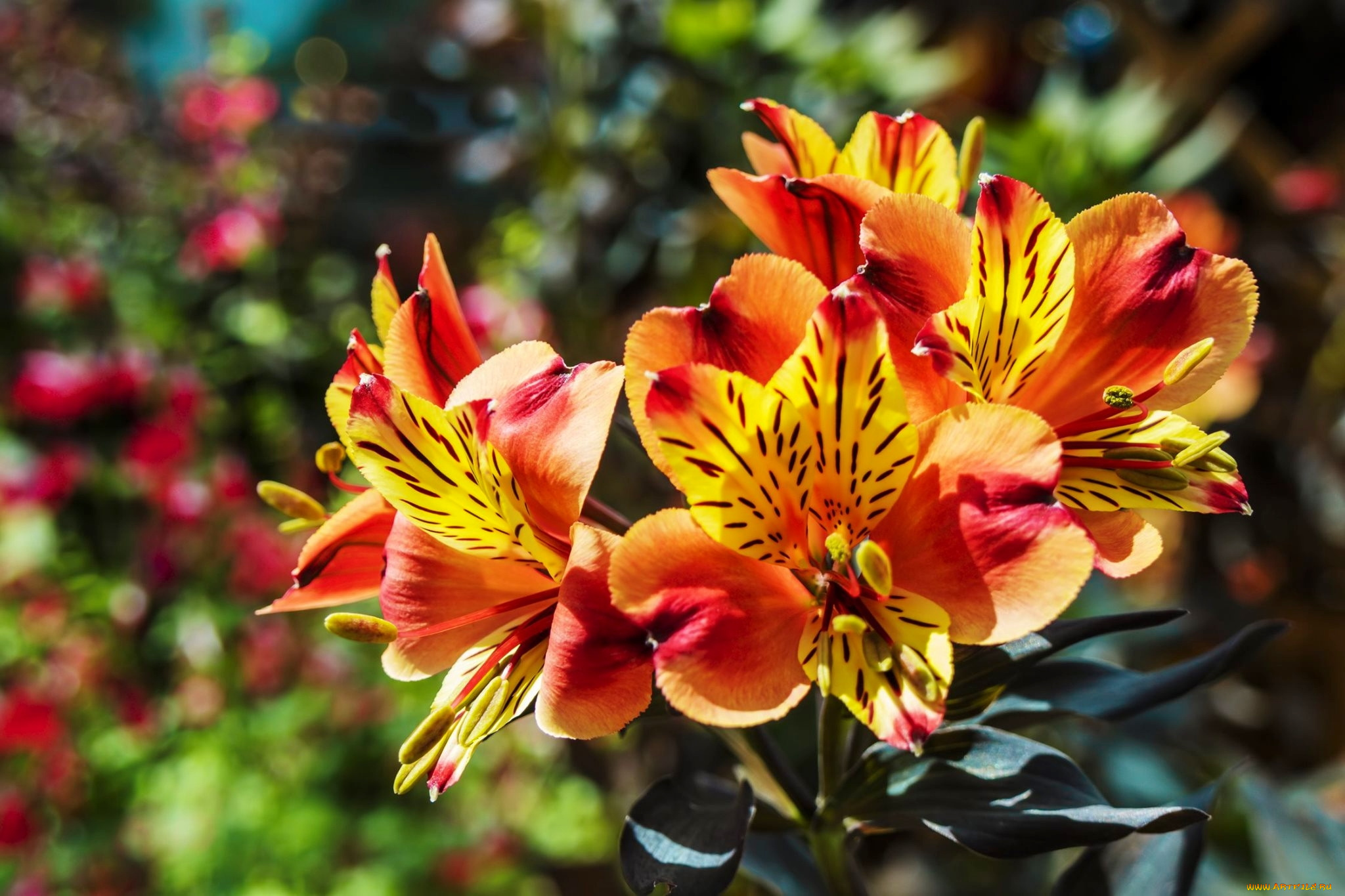 цветы, альстромерия, пестрая