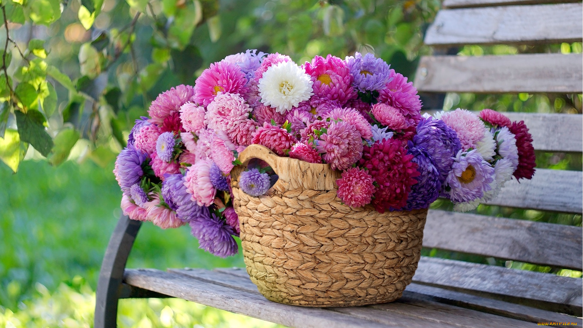 цветы, астры, корзина, много