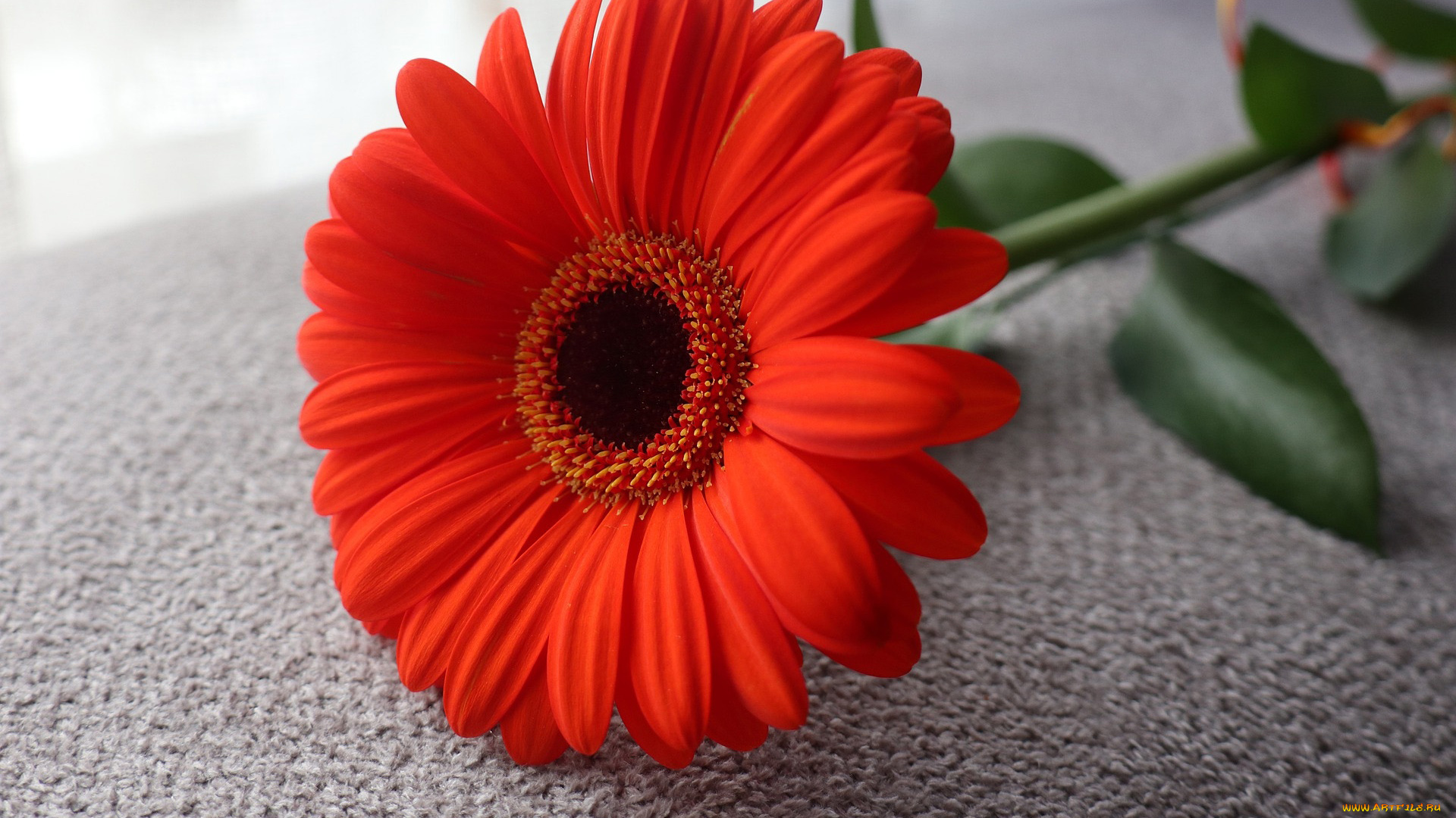 цветы, герберы, алая, гербера, макро