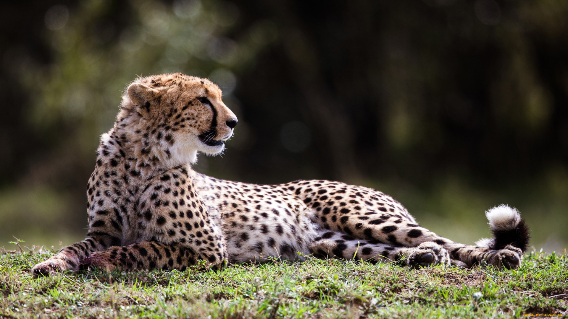 животные, гепарды, поляна, гепард, лежит, профиль