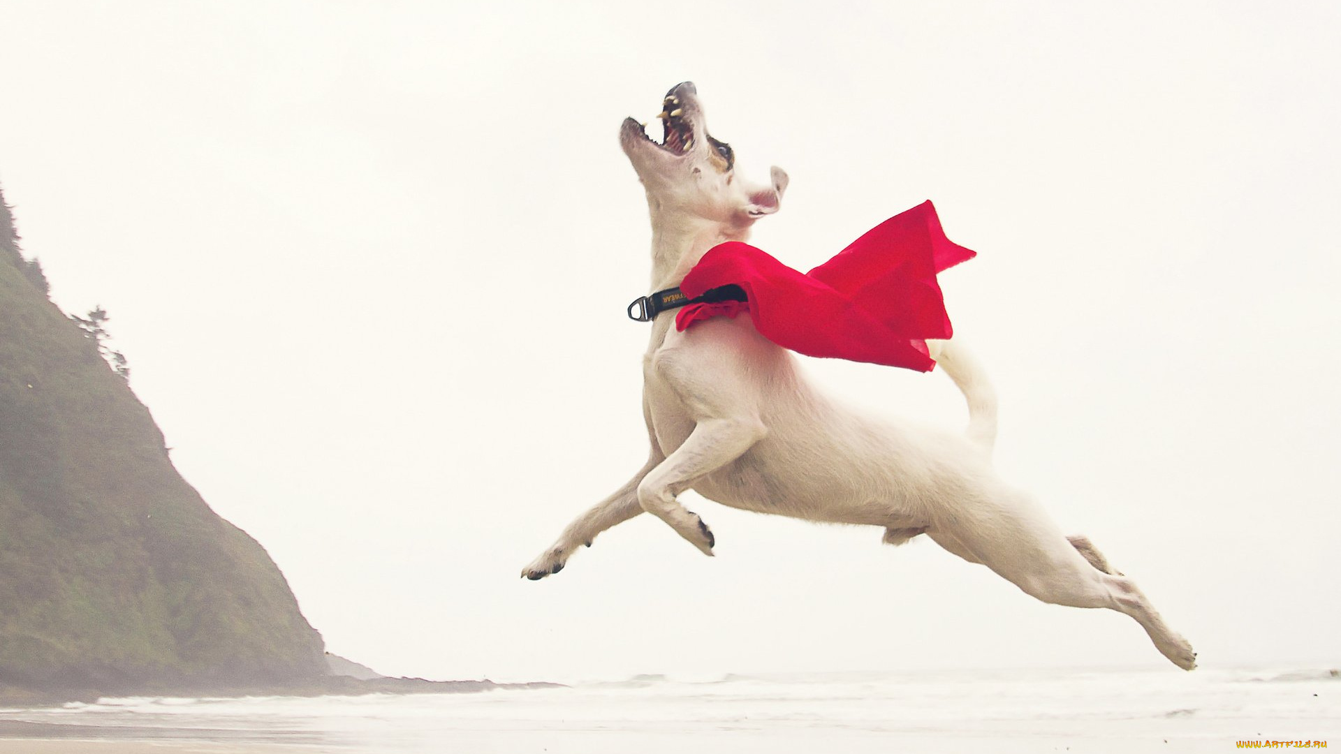 животные, собаки, собака, белая, плащ, прыжок