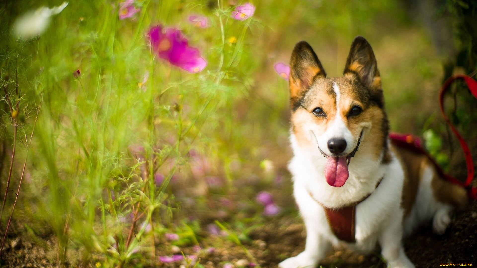 животные, собаки, велш-корг, поводок, цветы