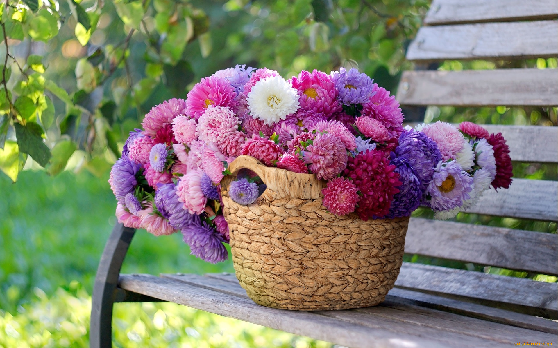 цветы, астры, корзина, много