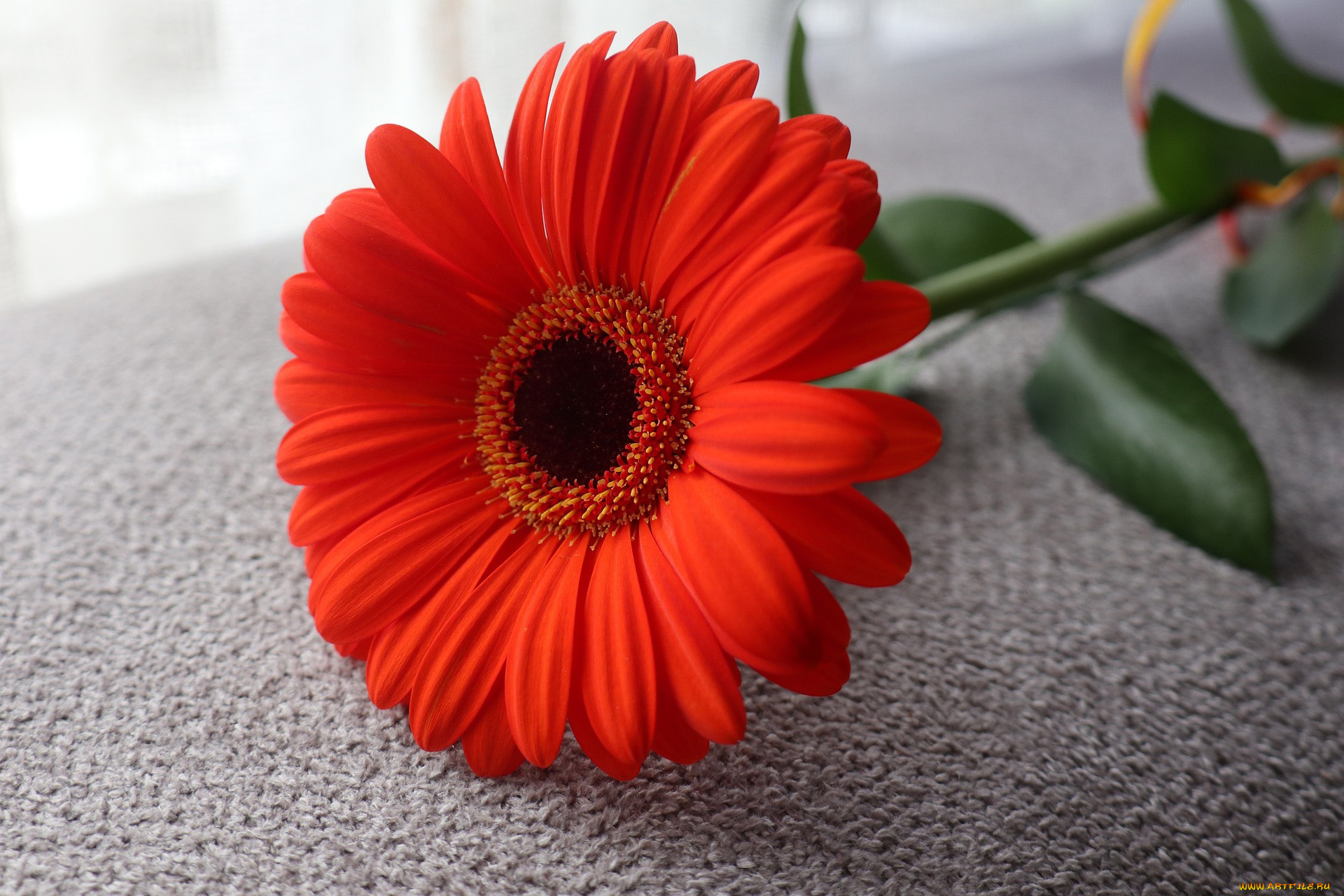 цветы, герберы, алая, гербера, макро