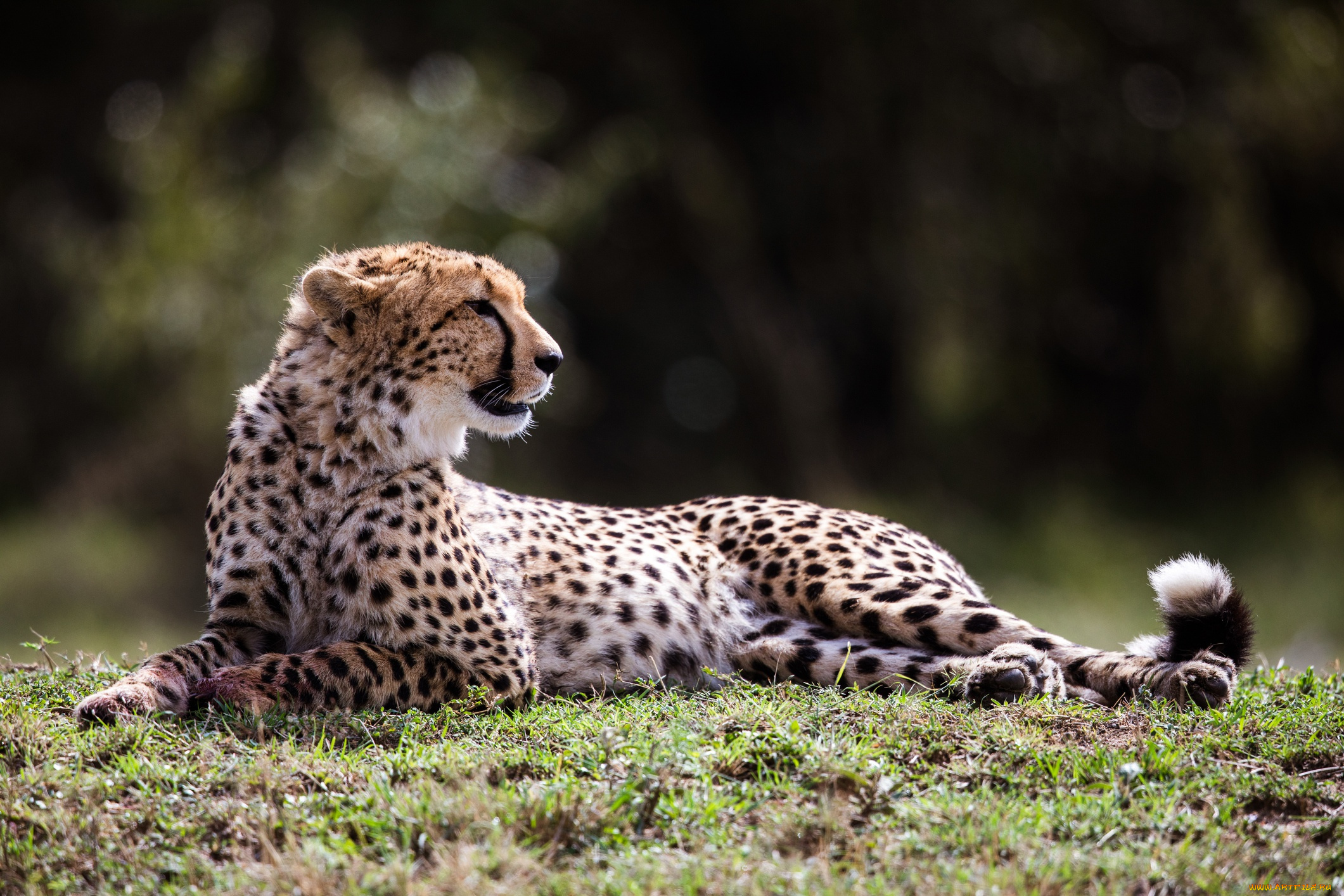 животные, гепарды, поляна, гепард, лежит, профиль