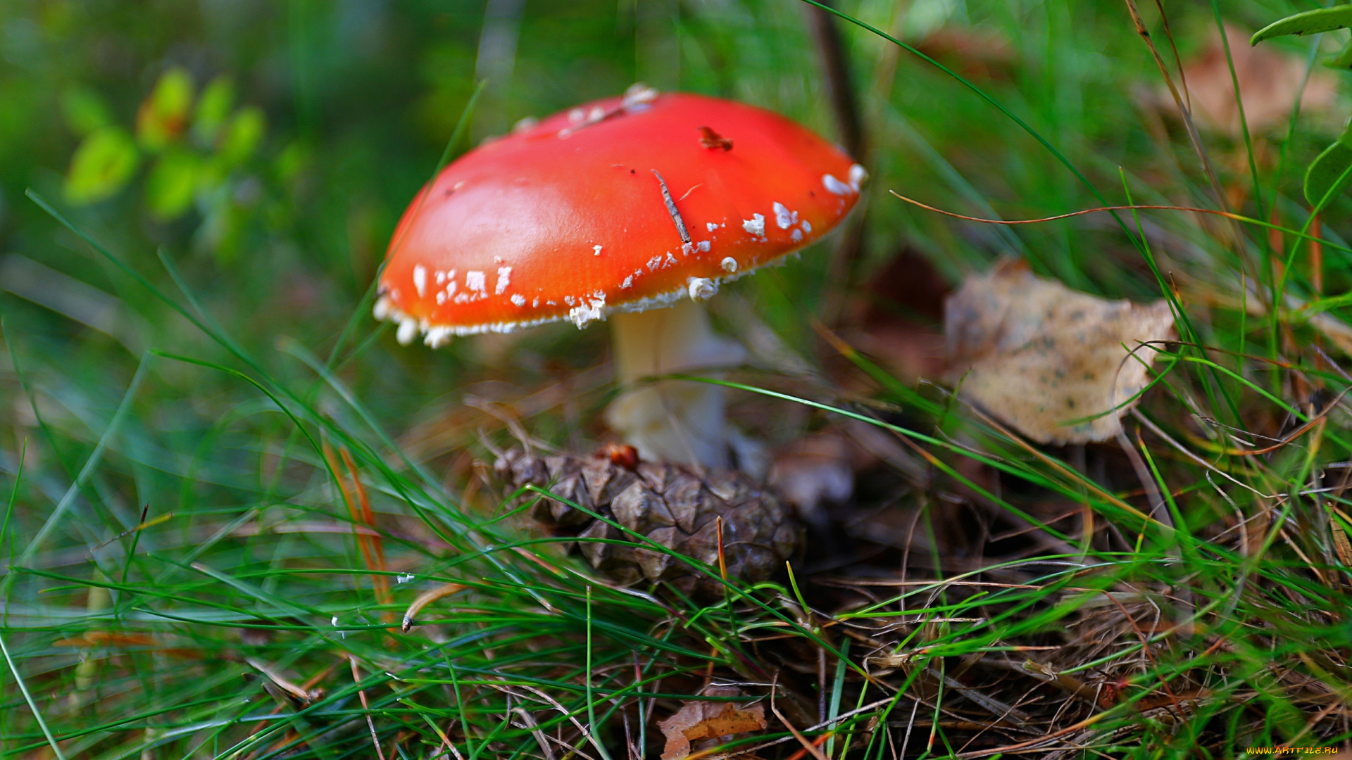 природа, грибы, , мухомор, трава, мухомор, одиночка, шишка