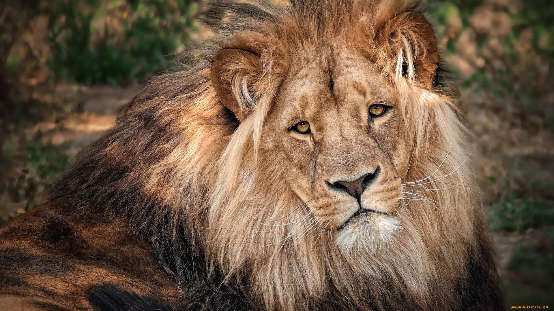 животные, львы, лев