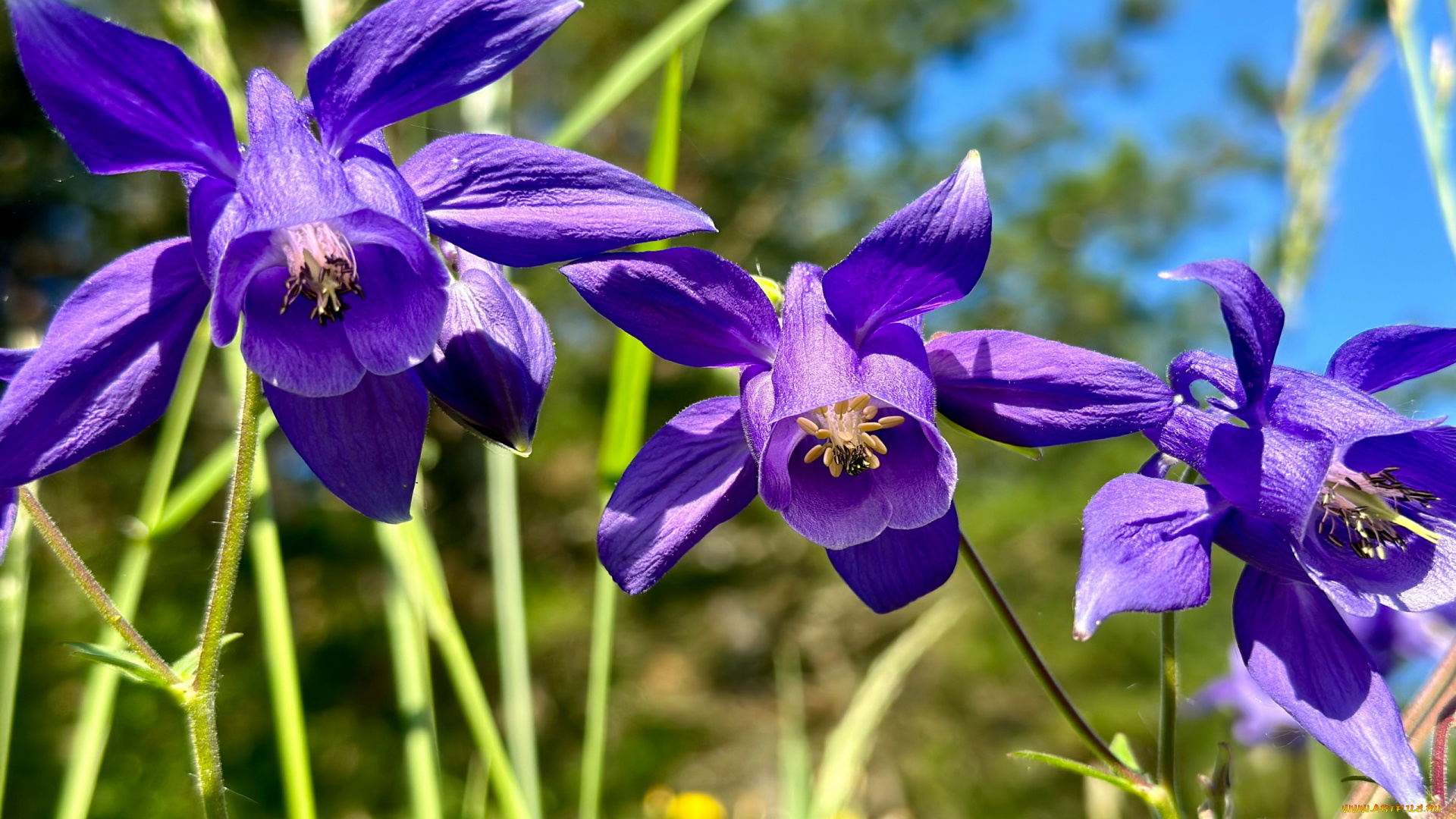 цветы, аквилегия, , водосбор, лиловая, аквилегия, макро