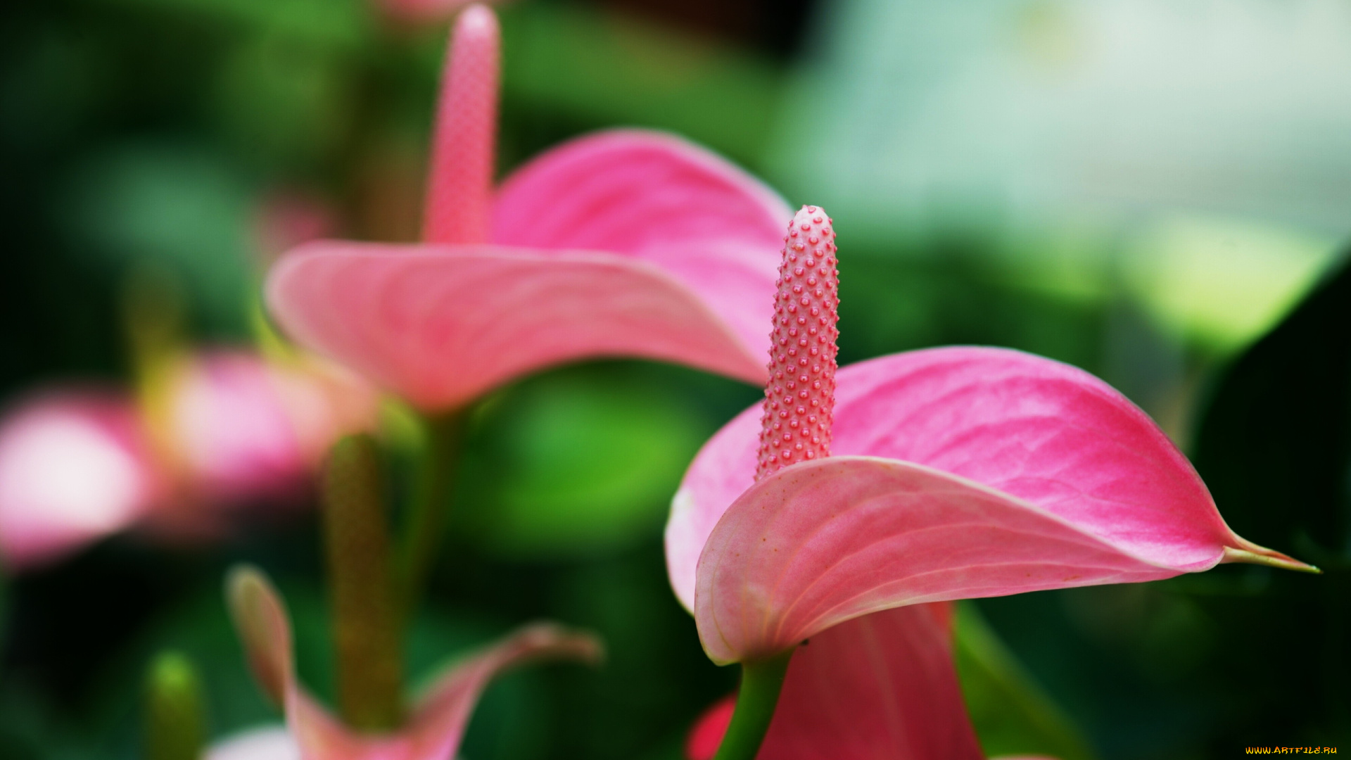 цветы, антуриум, , цветок, фламинго, розовый, антуриум, макро