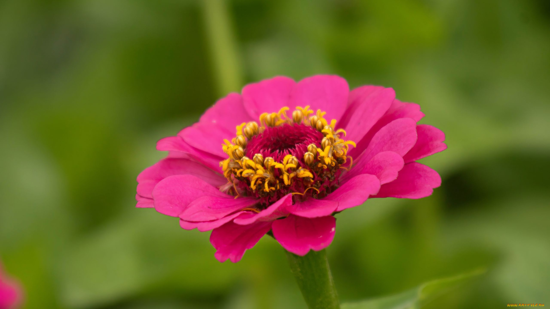 цветы, цинния, розовая, макро