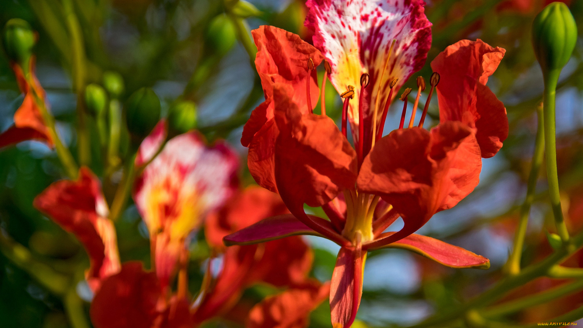 цветы, делоникс, королевский, , огненное, дерево, цветок