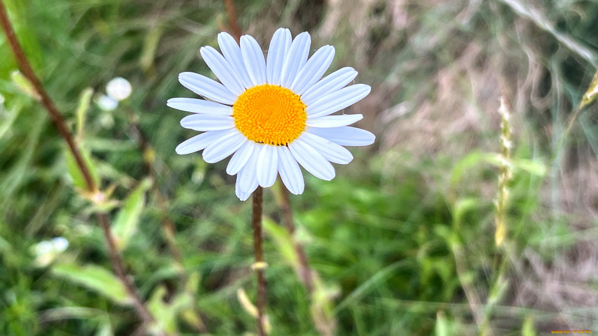цветы, ромашки, белая, ромашка, макро