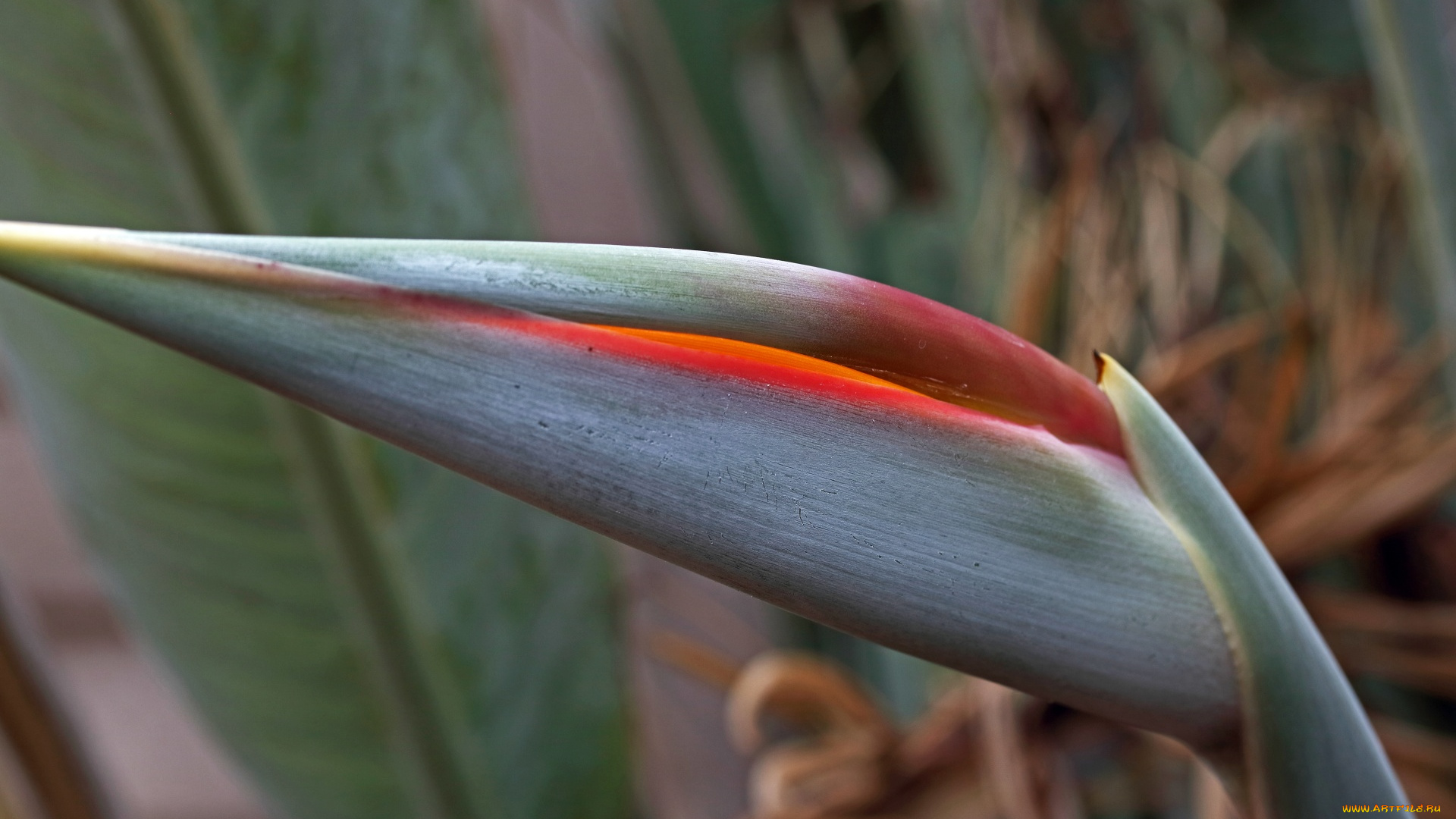 цветы, стрелиция, , райская, птица, экзотика