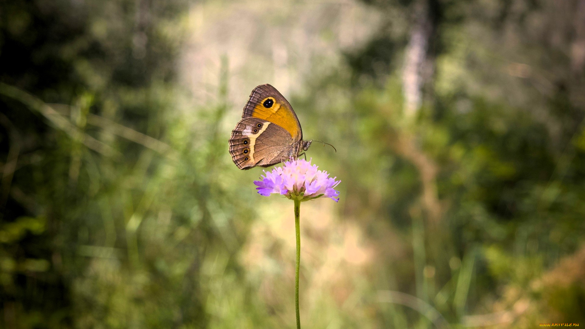 животные, бабочки, , мотыльки, , моли, бабочка, цветок