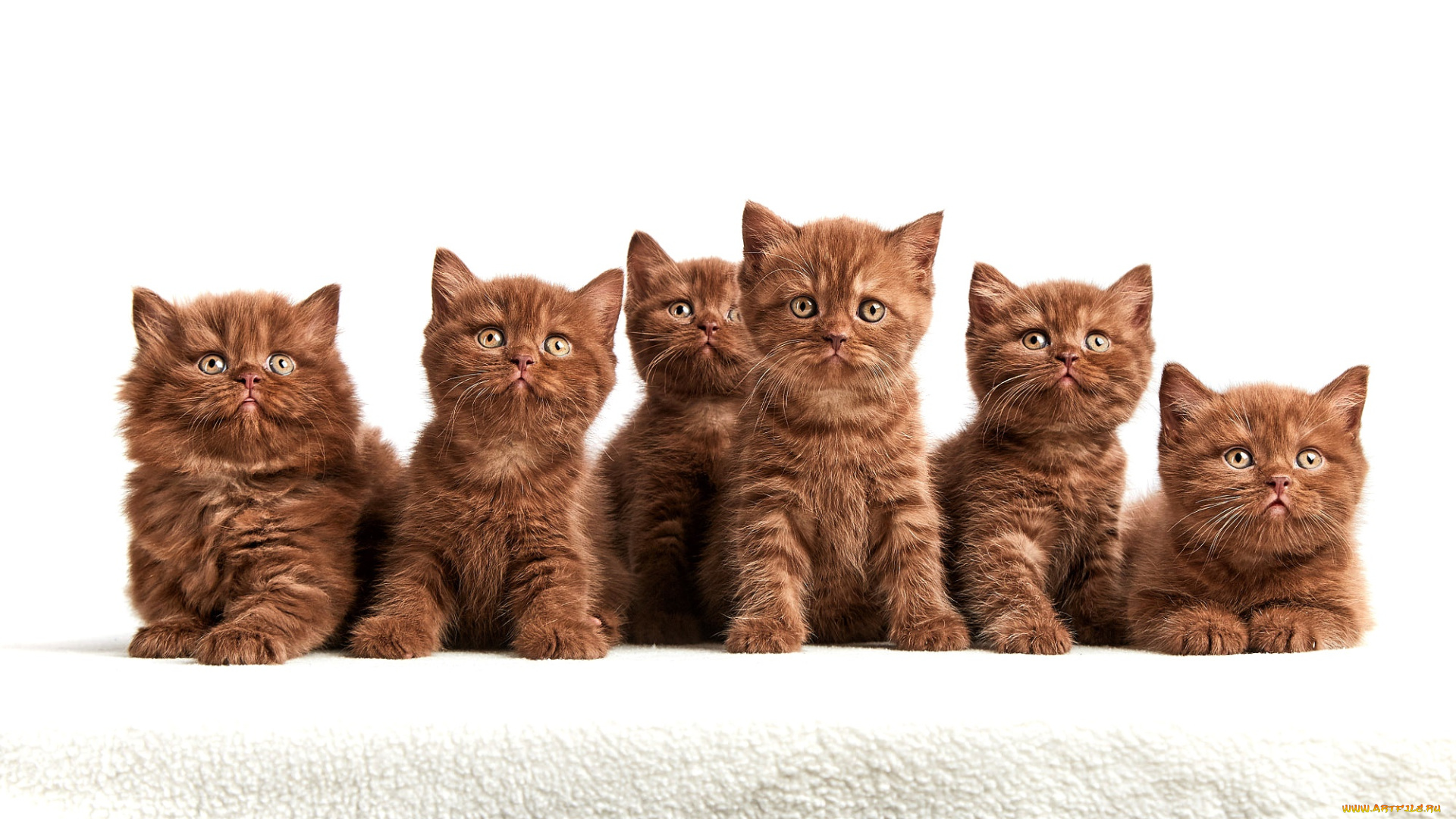 животные, коты, кот, кошка