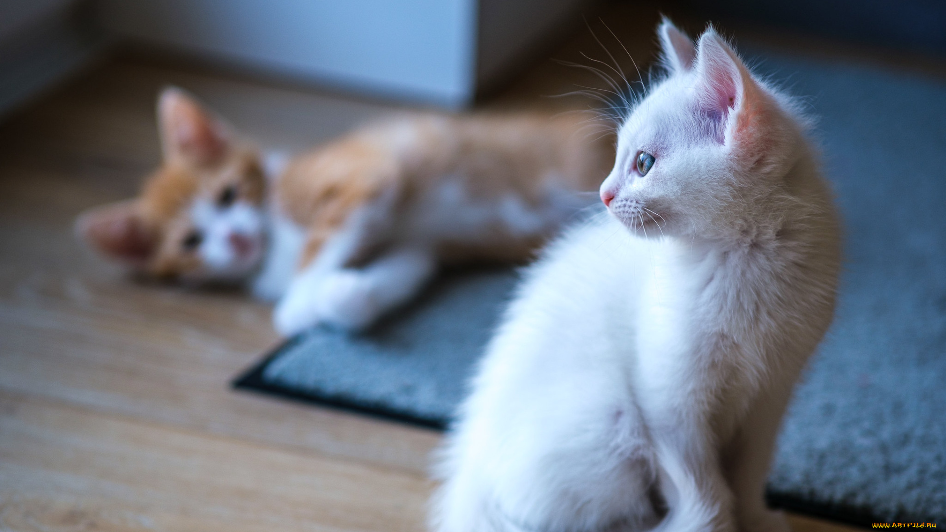 животные, коты, котята