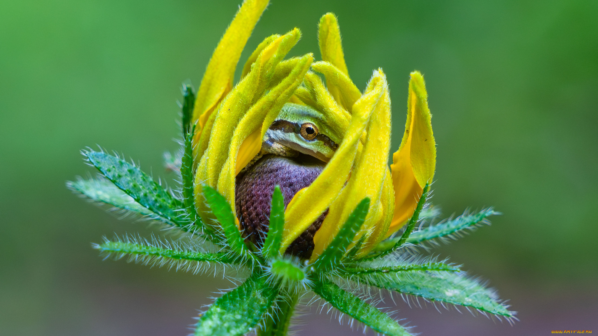 животные, лягушки, лягушка