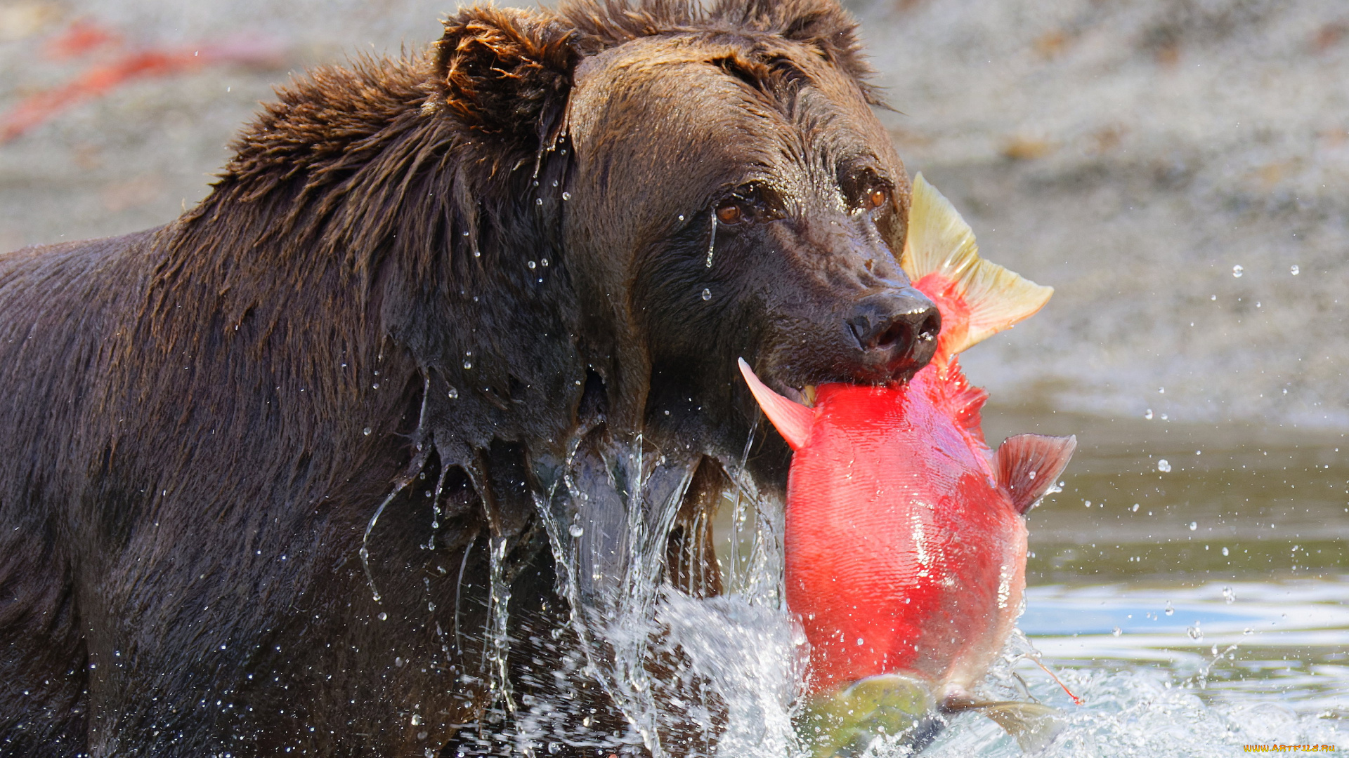 животные, медведи, медведь
