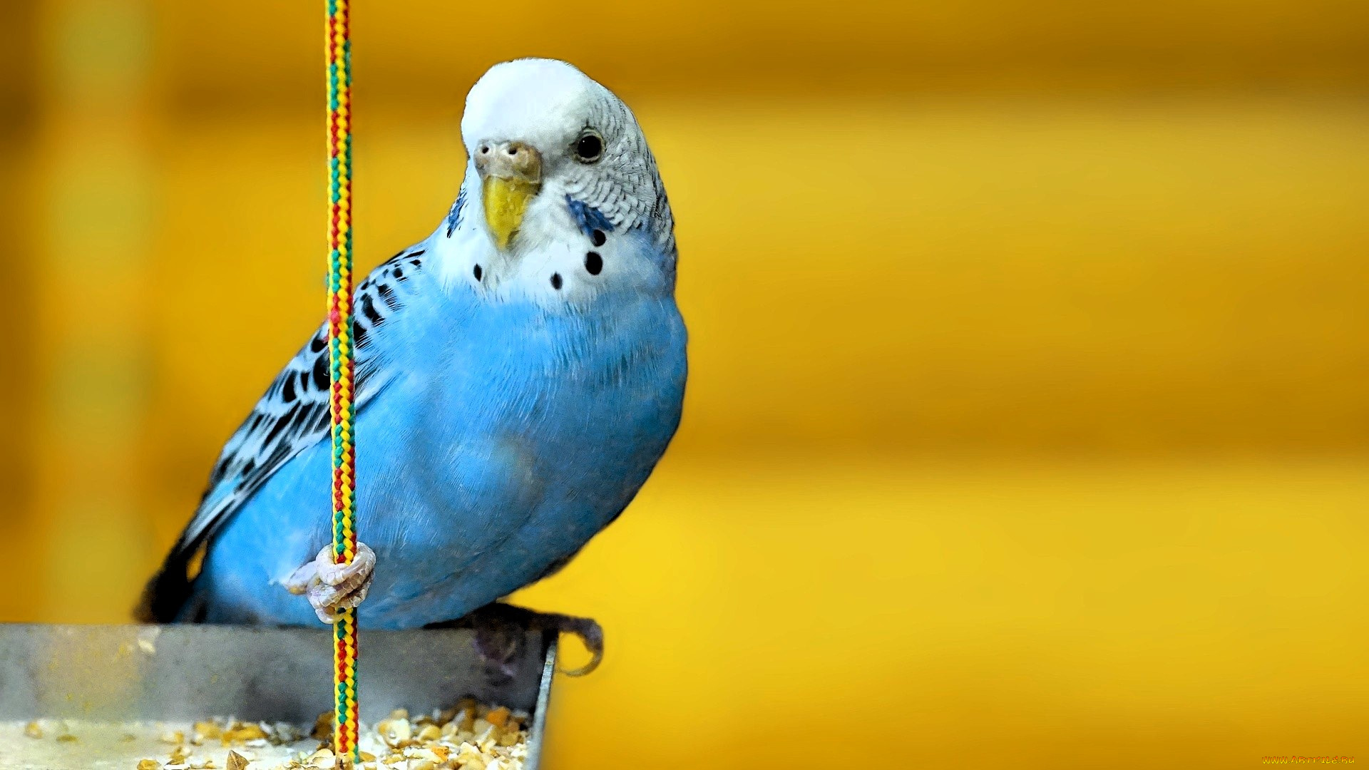 животные, попугаи, попугай, кормушка, веревка