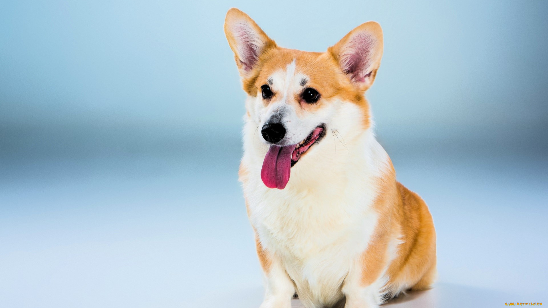 животные, собаки, собака, язык, корги