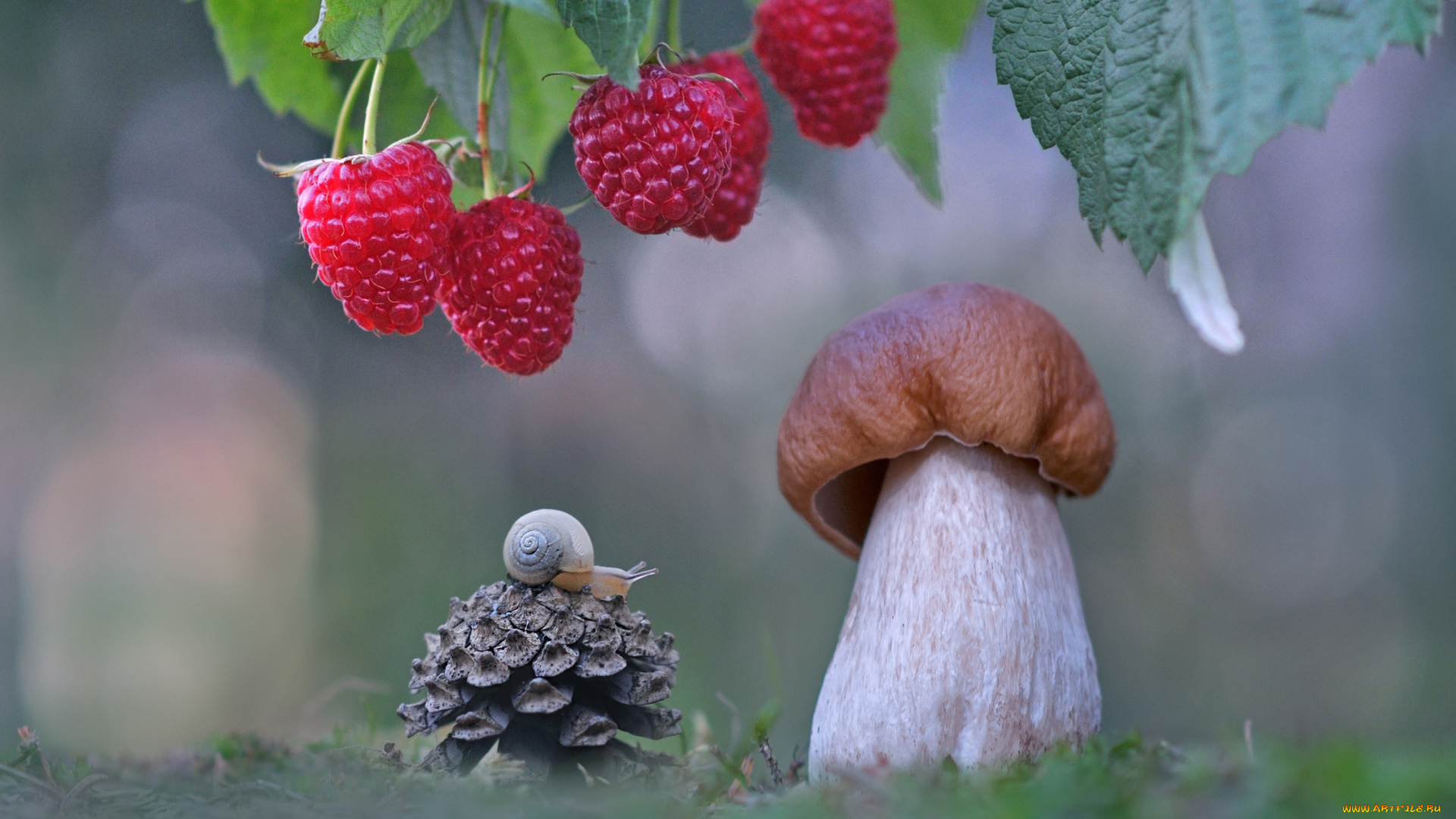 животные, улитки, улитка