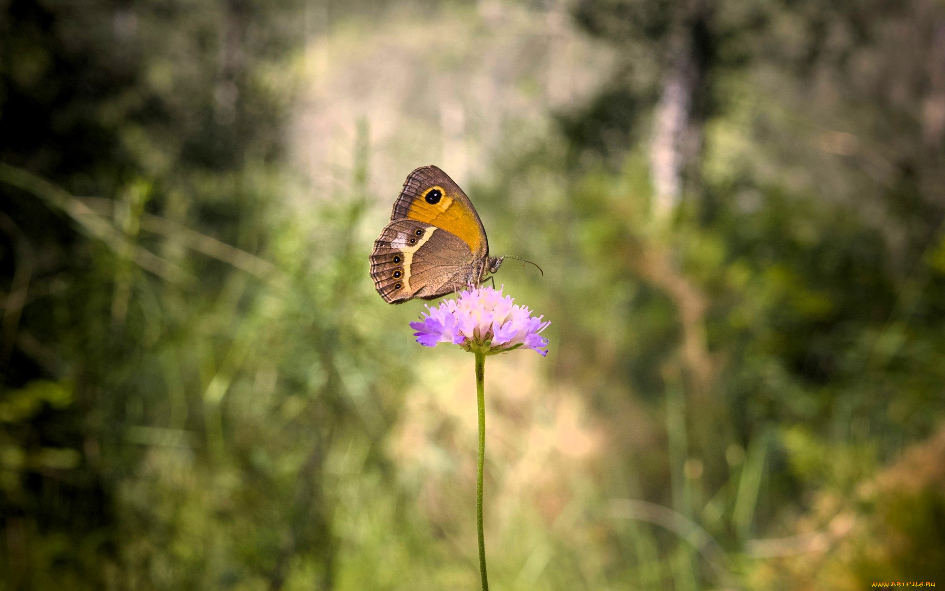 животные, бабочки, , мотыльки, , моли, бабочка, цветок