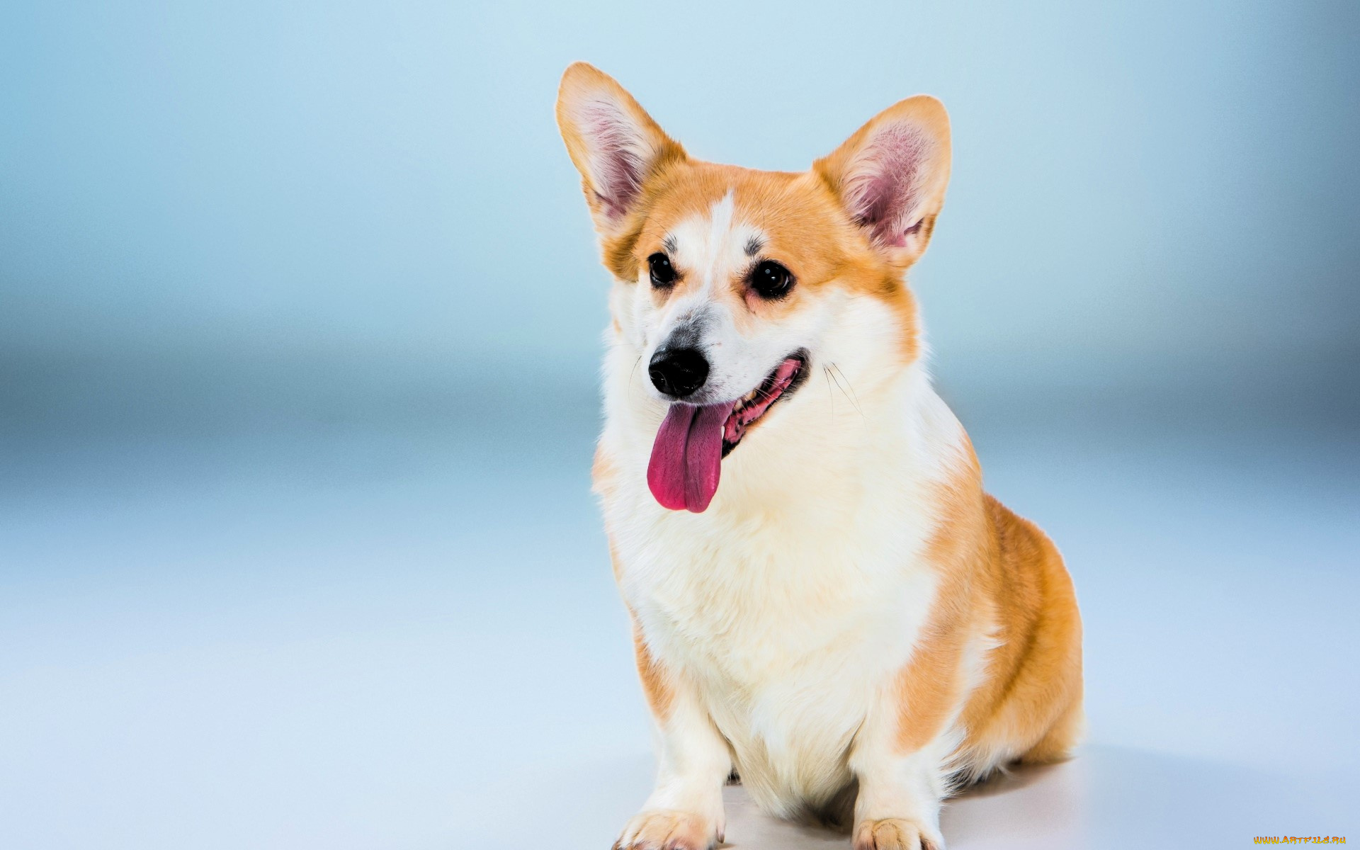 животные, собаки, собака, язык, корги