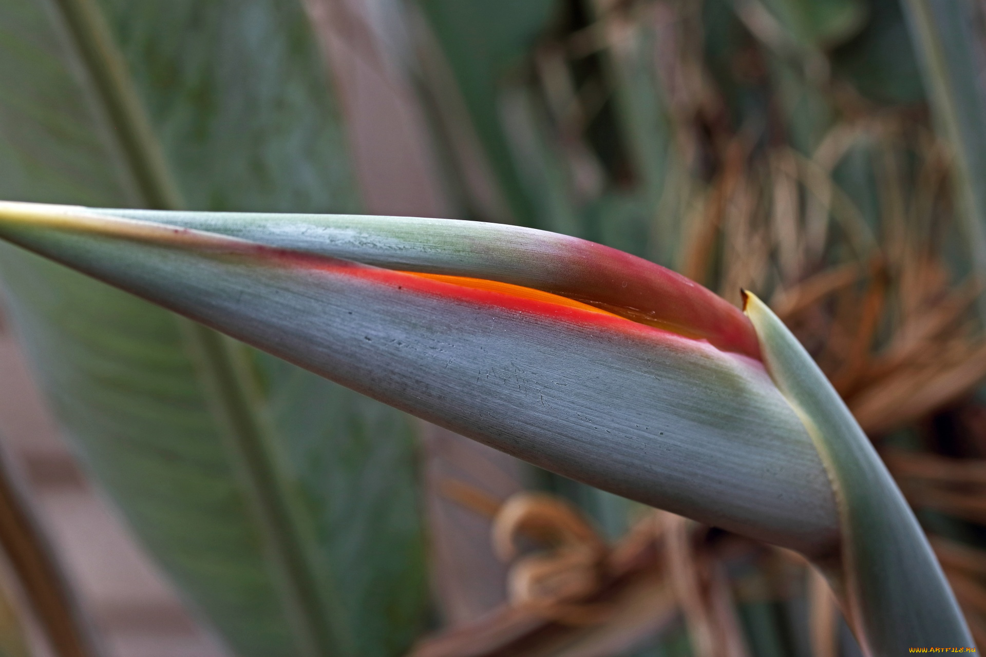 цветы, стрелиция, , райская, птица, экзотика