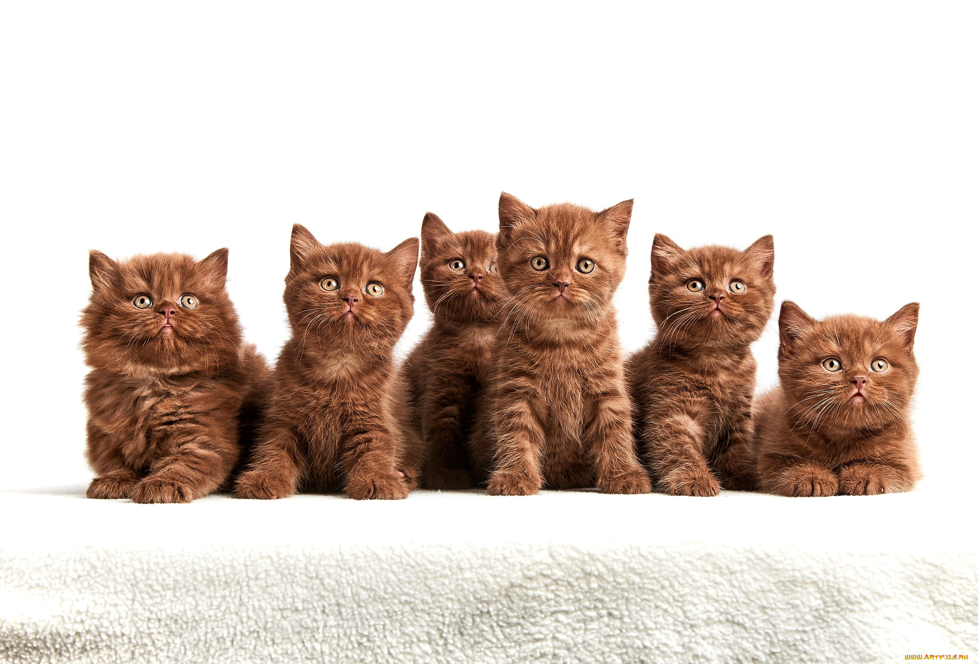 животные, коты, кот, кошка