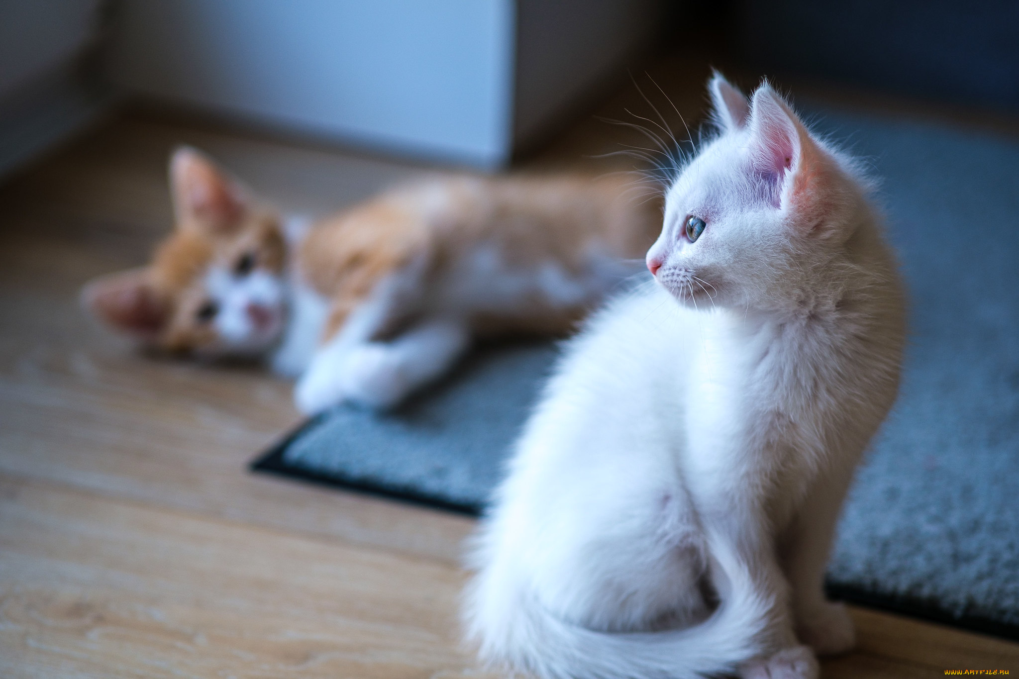 животные, коты, котята