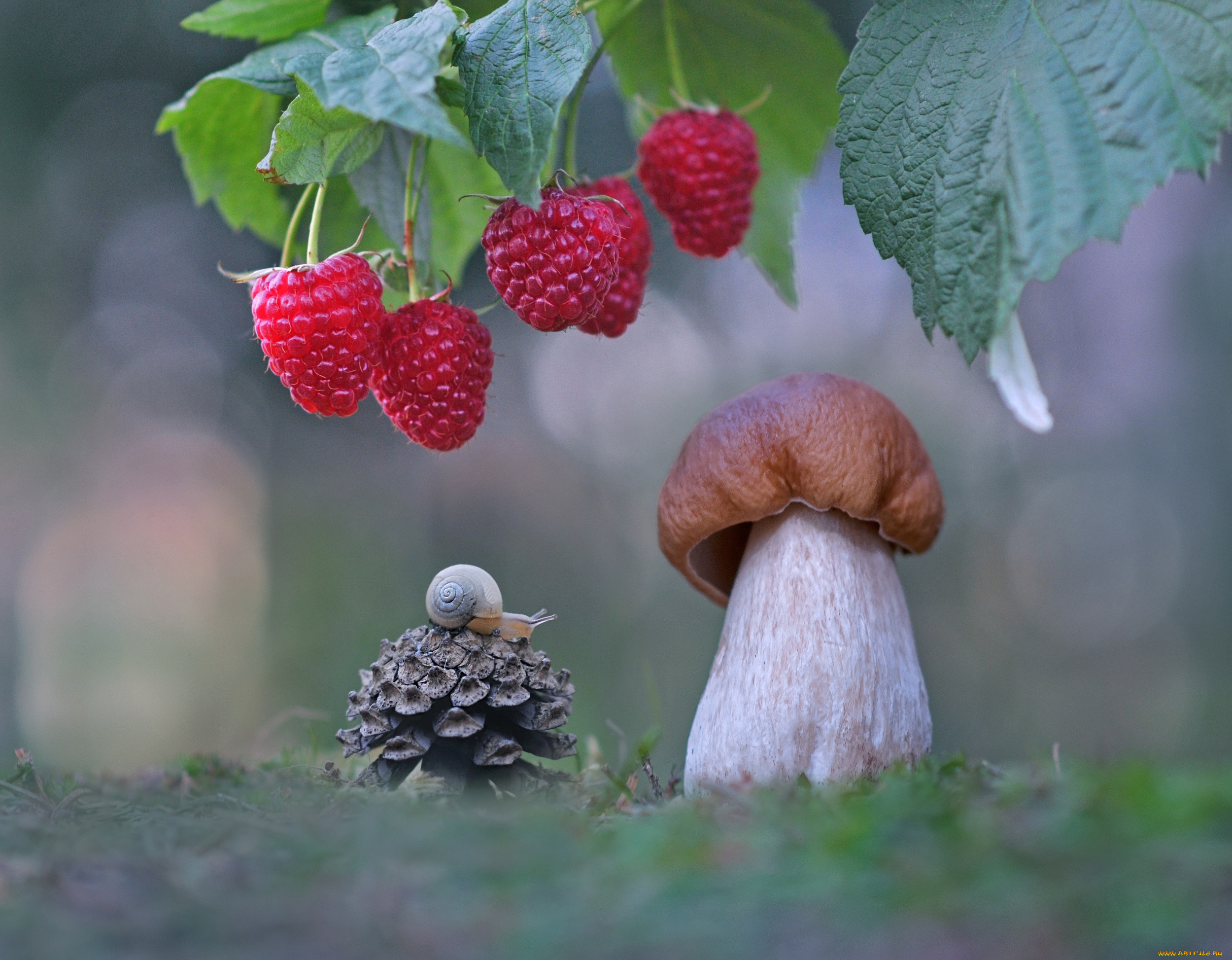 животные, улитки, улитка