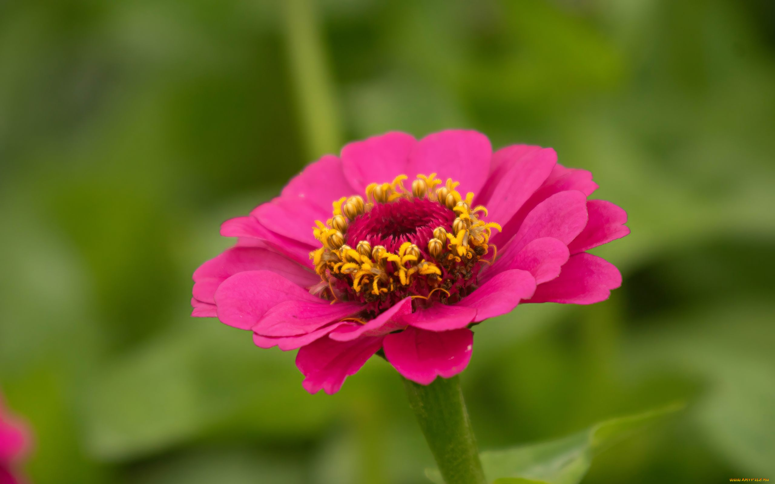 цветы, цинния, розовая, макро