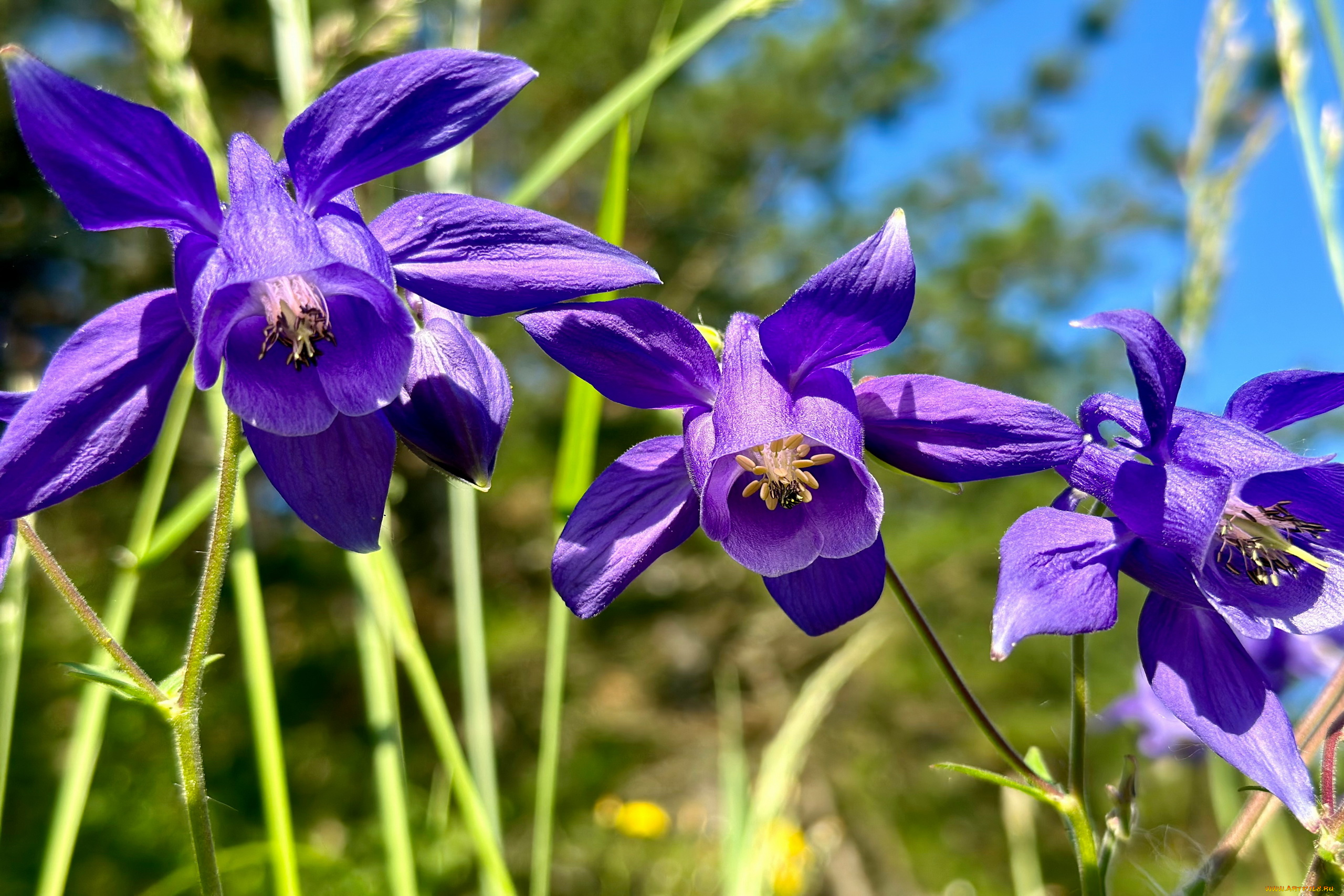 цветы, аквилегия, , водосбор, лиловая, аквилегия, макро