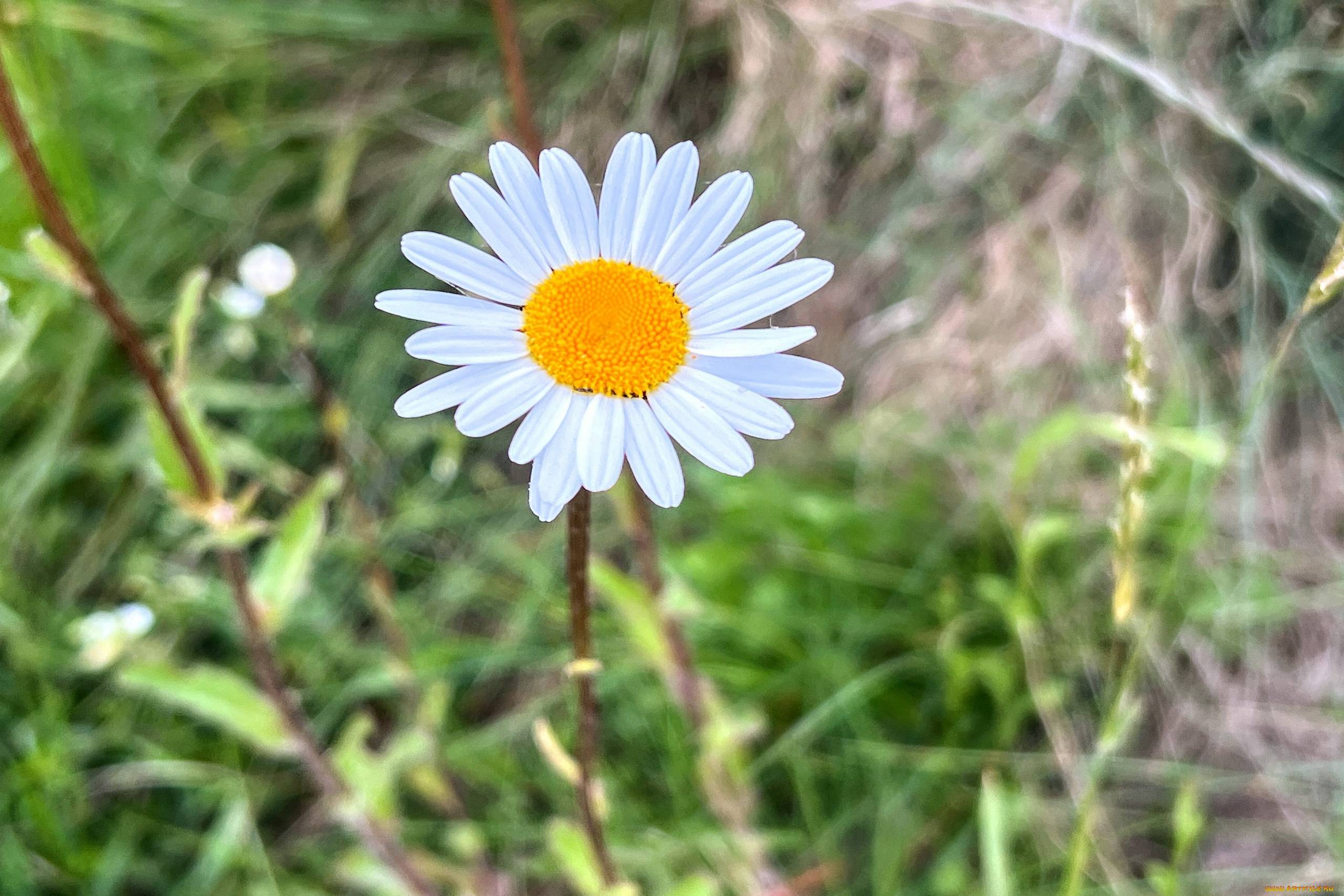 цветы, ромашки, белая, ромашка, макро