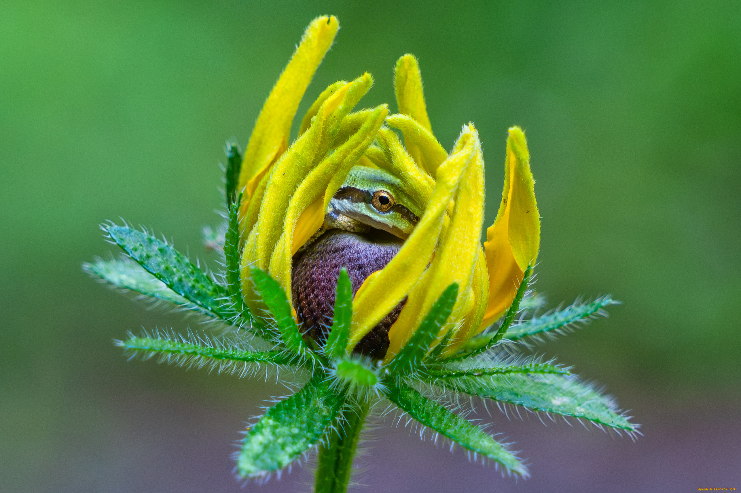 животные, лягушки, лягушка